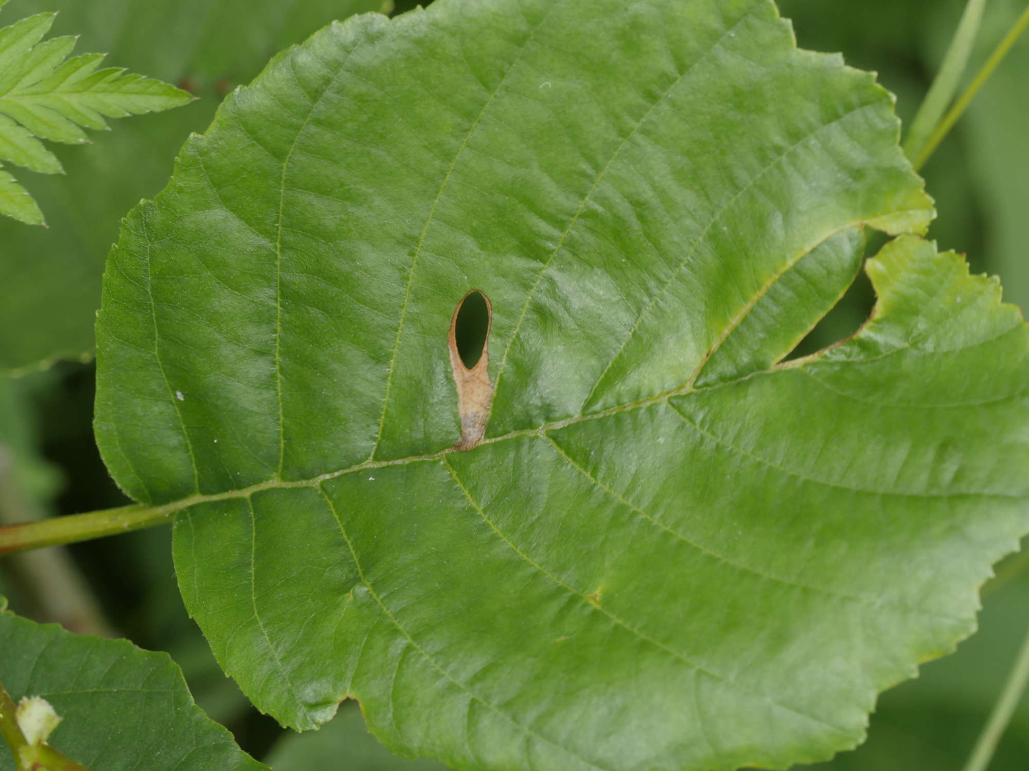 Alder Lift (Heliozela resplendella) photographed in Somerset by Jenny Vickers