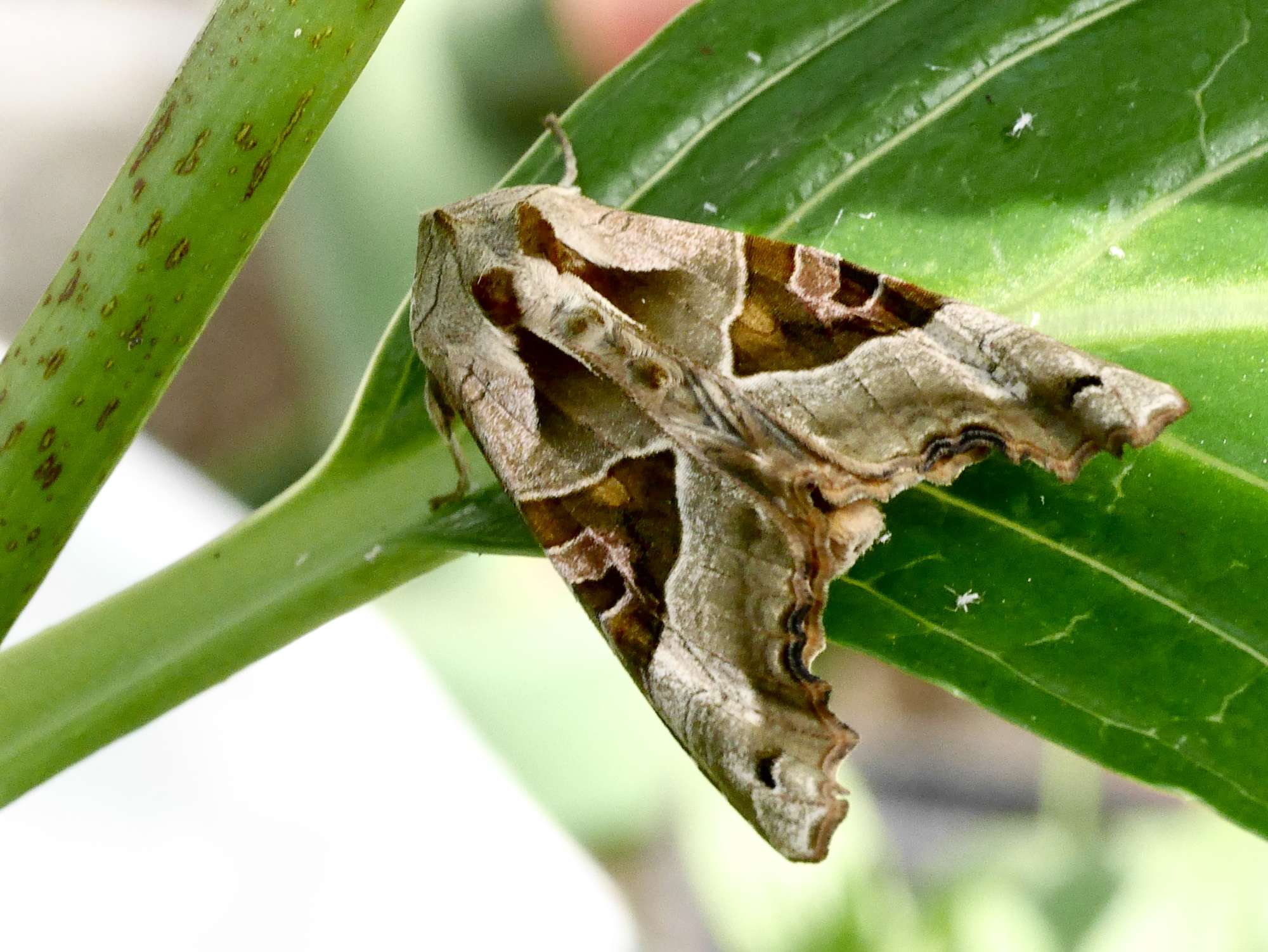 Angle Shades (Phlogophora meticulosa) photographed in Somerset by John Connolly