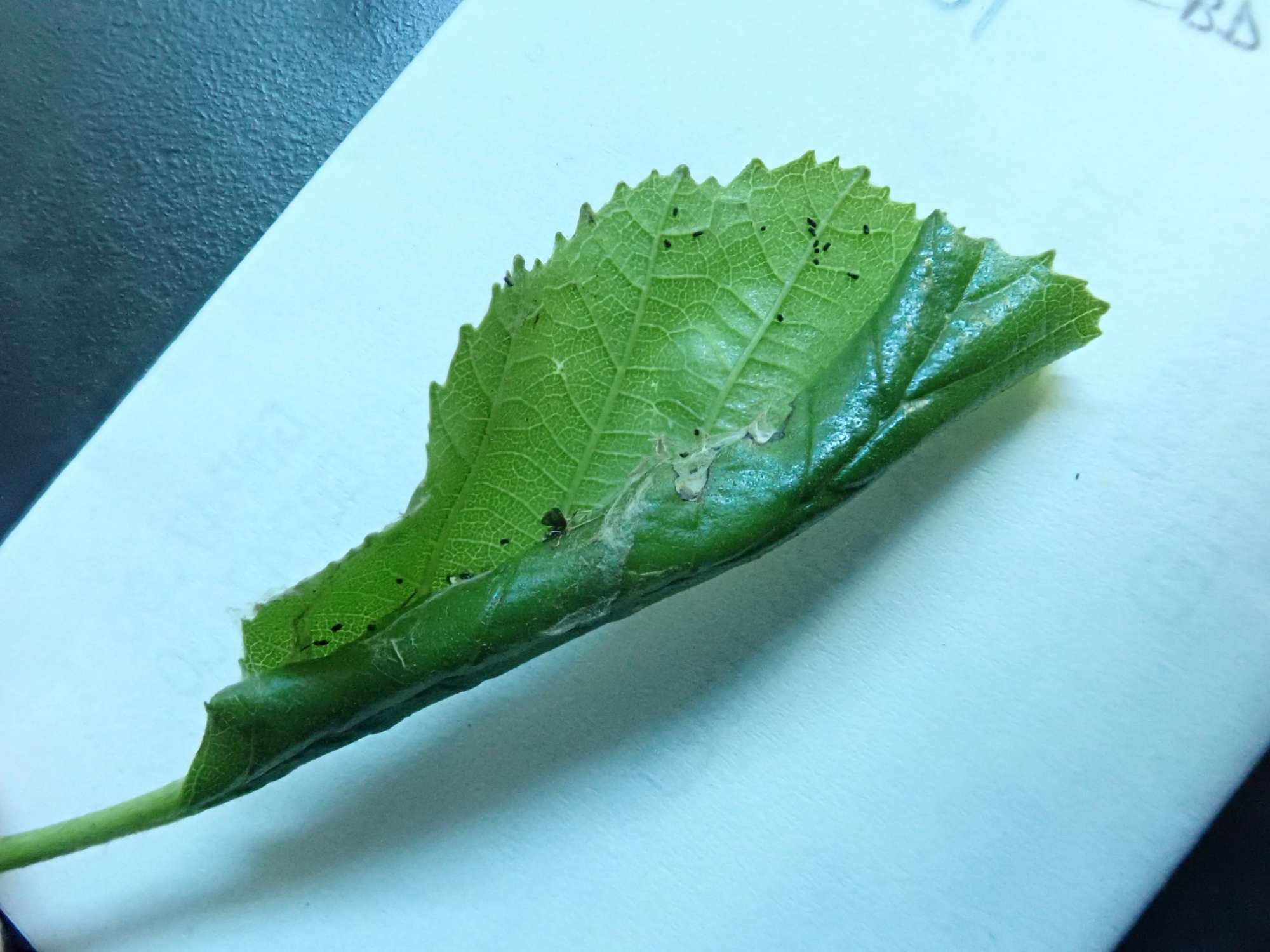 Common Birch Bell (Epinotia immundana) photographed in Somerset by Christopher Iles