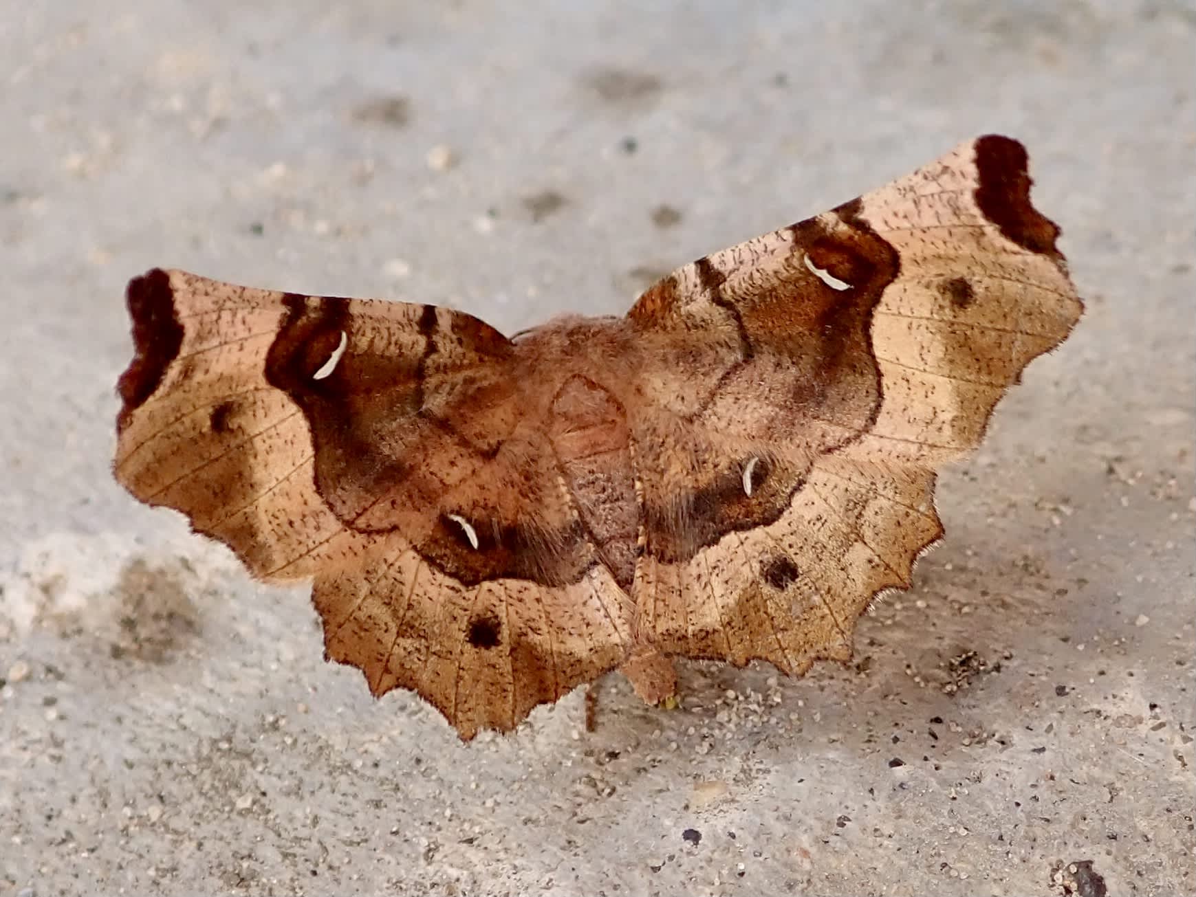 Purple Thorn (Selenia tetralunaria) photographed in Somerset by Sue Davies