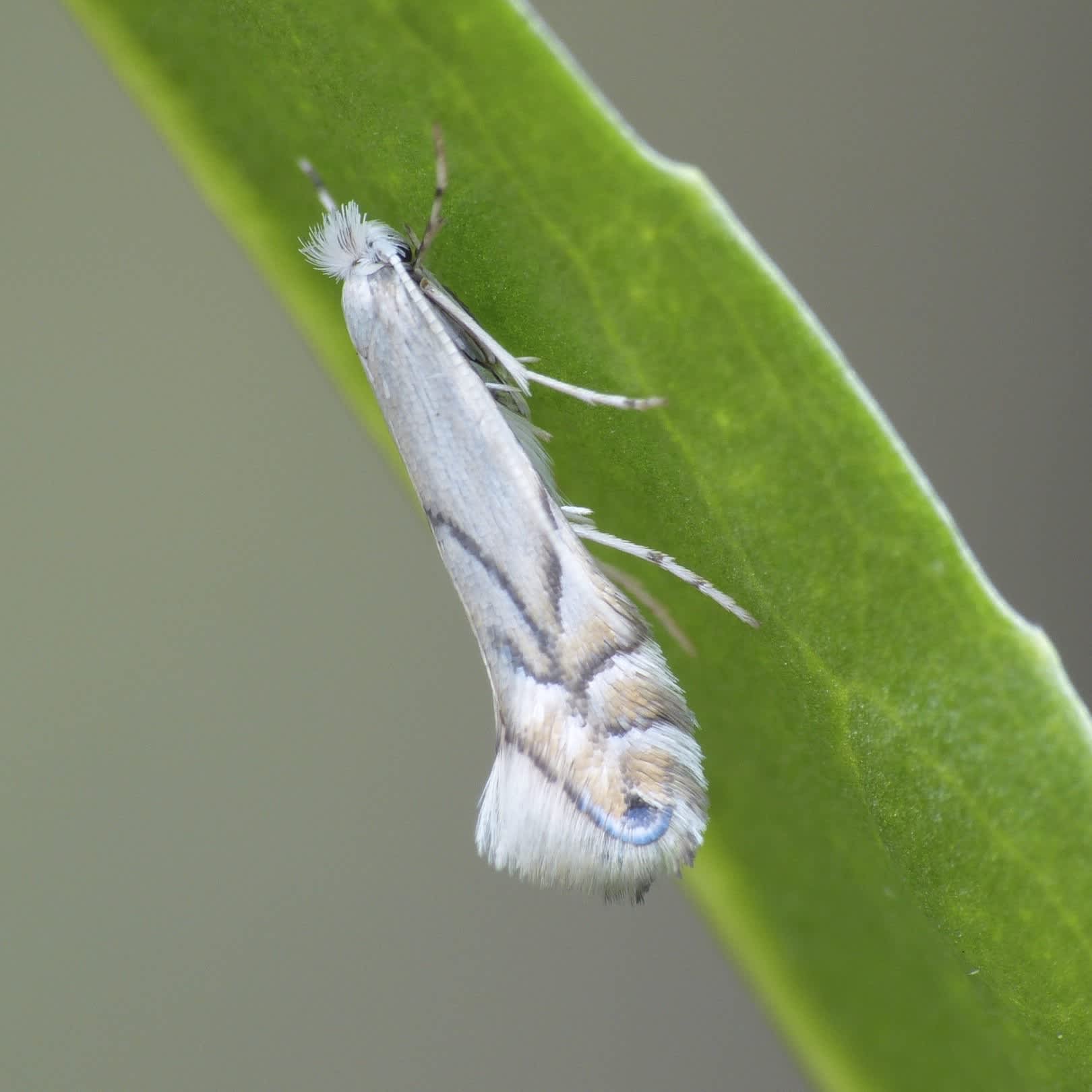 White Oak Midget (Phyllonorycter harrisella) photographed in Somerset by Paul Wilkins