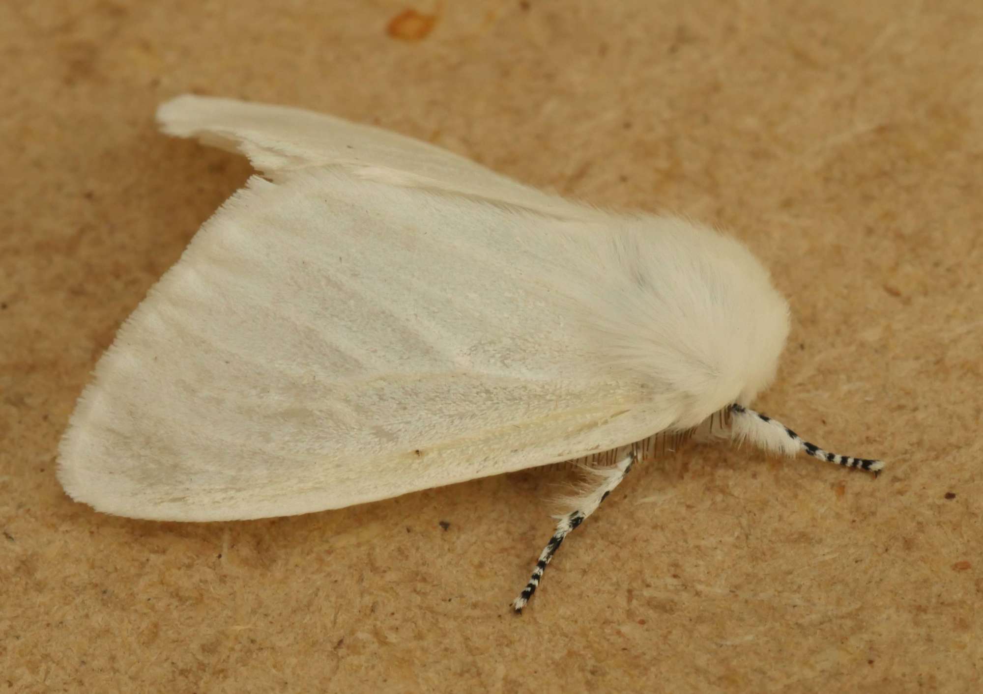 White Satin Moth (Leucoma salicis) photographed in Somerset by Jenny Vickers