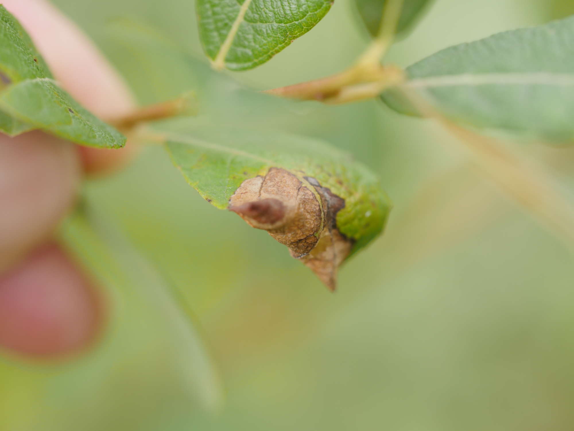 White-triangle Slender (Caloptilia stigmatella) photographed in Somerset by Jenny Vickers