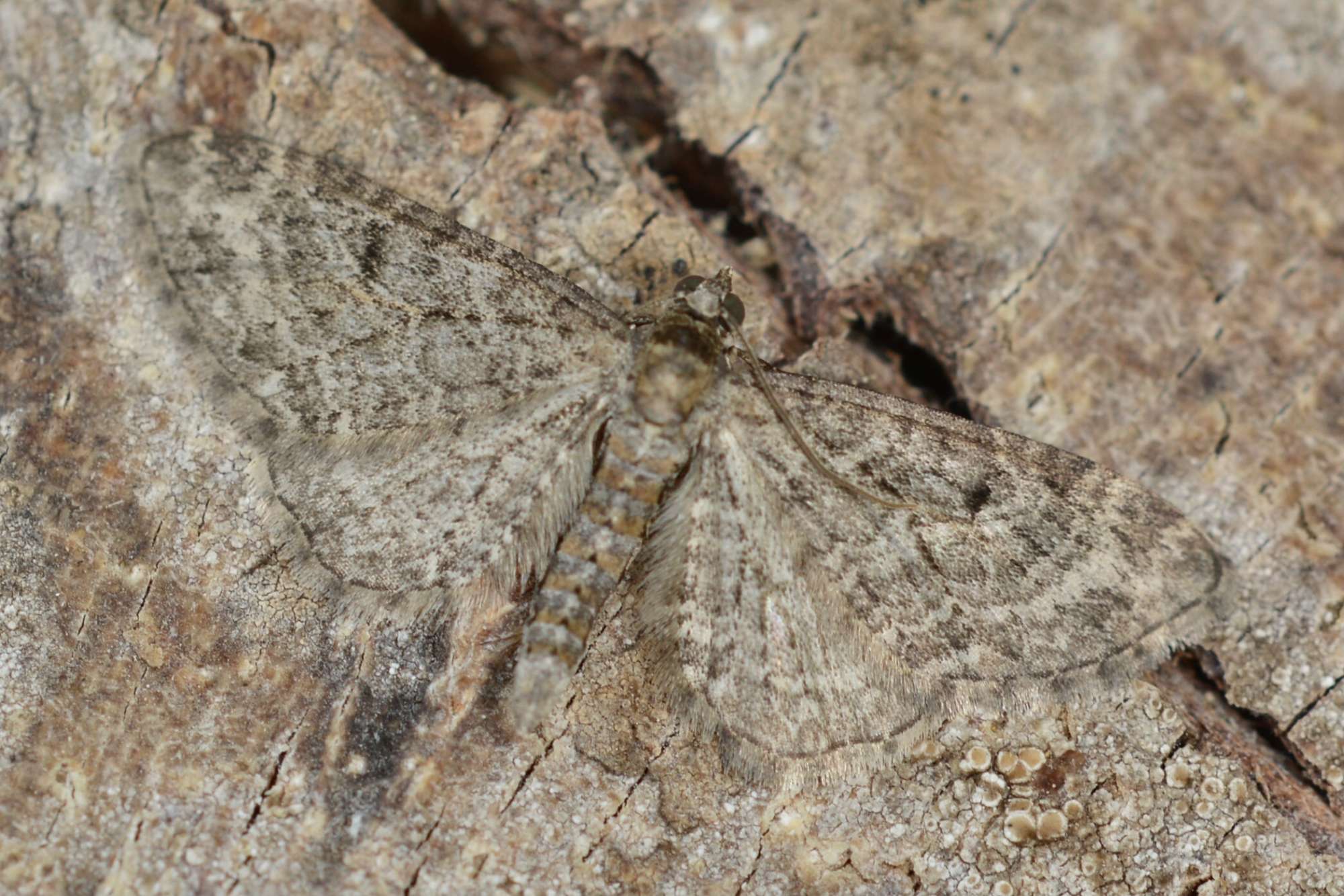 Grey Pug (Eupithecia subfuscata) photographed in Somerset by Sue Davies