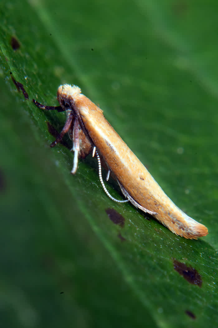 Brown Ash Ermine (Zelleria hepariella) photographed in Somerset by John Bebbington