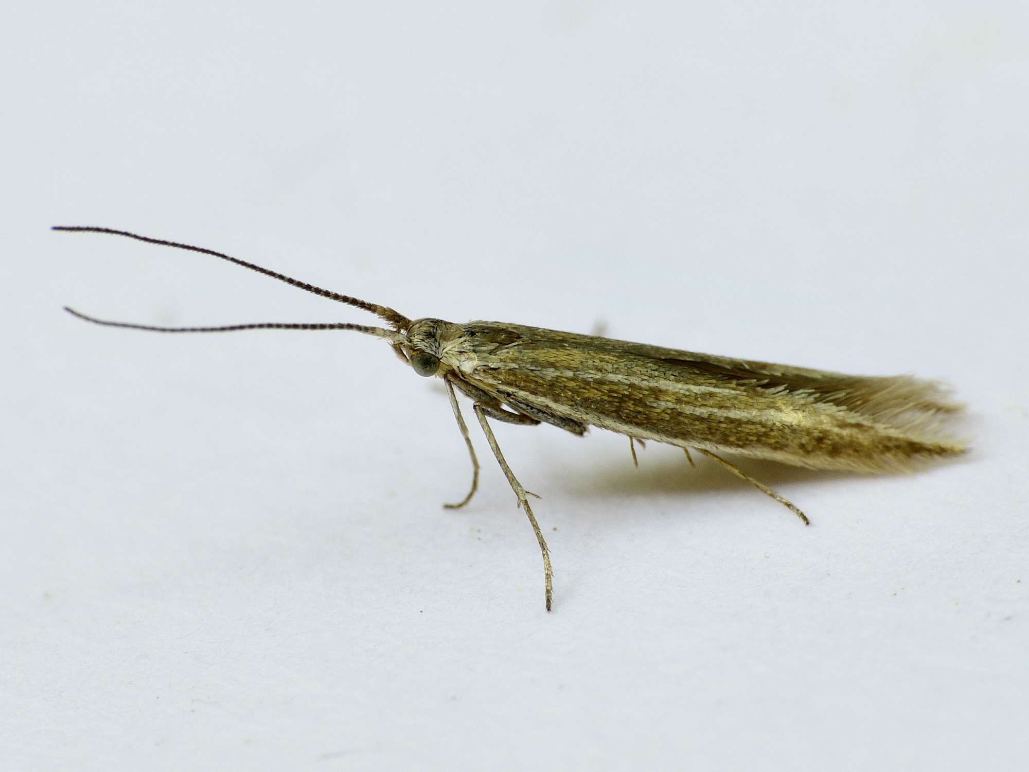 Gorse Case-bearer (Coleophora albicosta) photographed in Somerset by Paul Wilkins