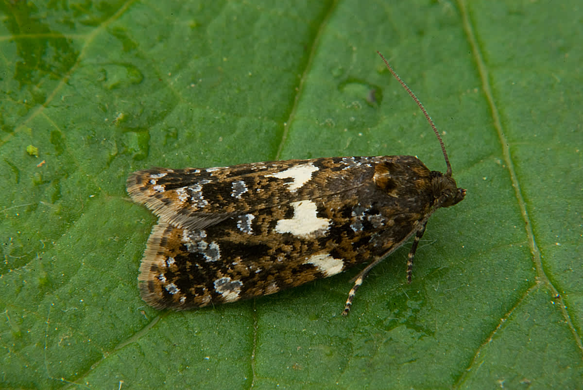 White-barred Tortrix (Olindia schumacherana) photographed in Somerset by John Bebbington