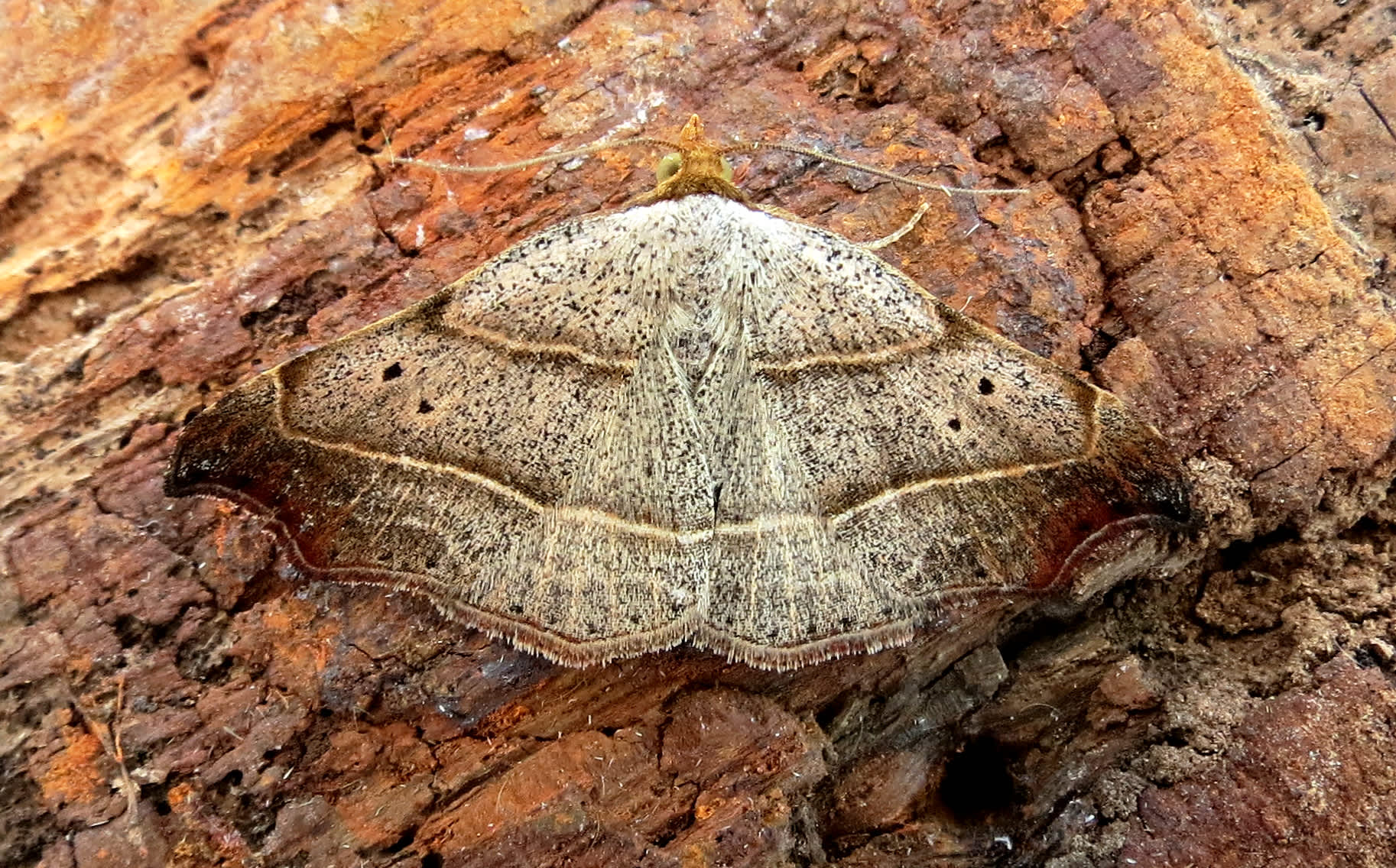 Beautiful Hook-tip (Laspeyria flexula) photographed in Somerset by Steve Chapple