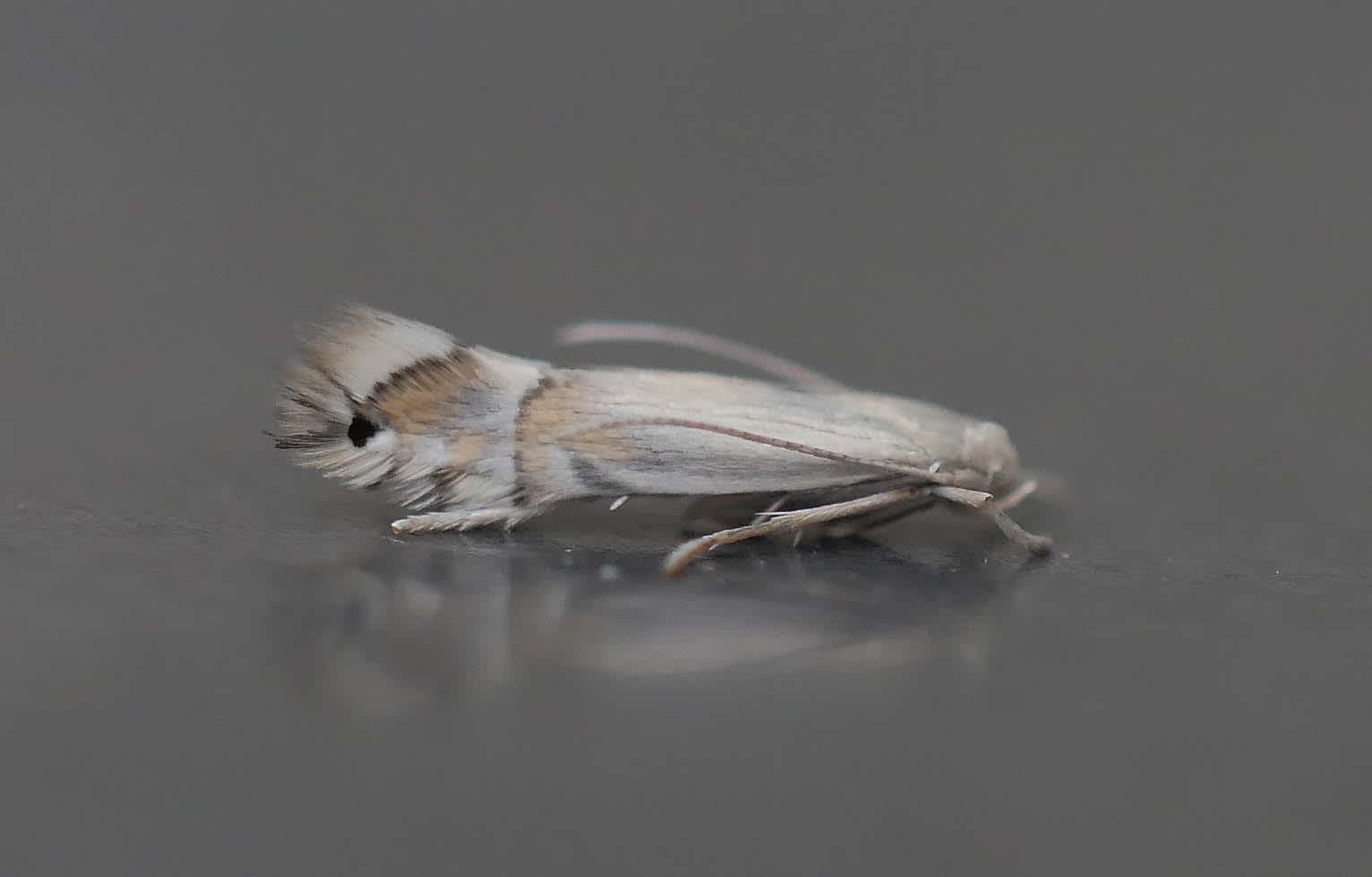 Poplar Bent-wing (Phyllocnistis unipunctella) photographed in Somerset by Jenny Vickers