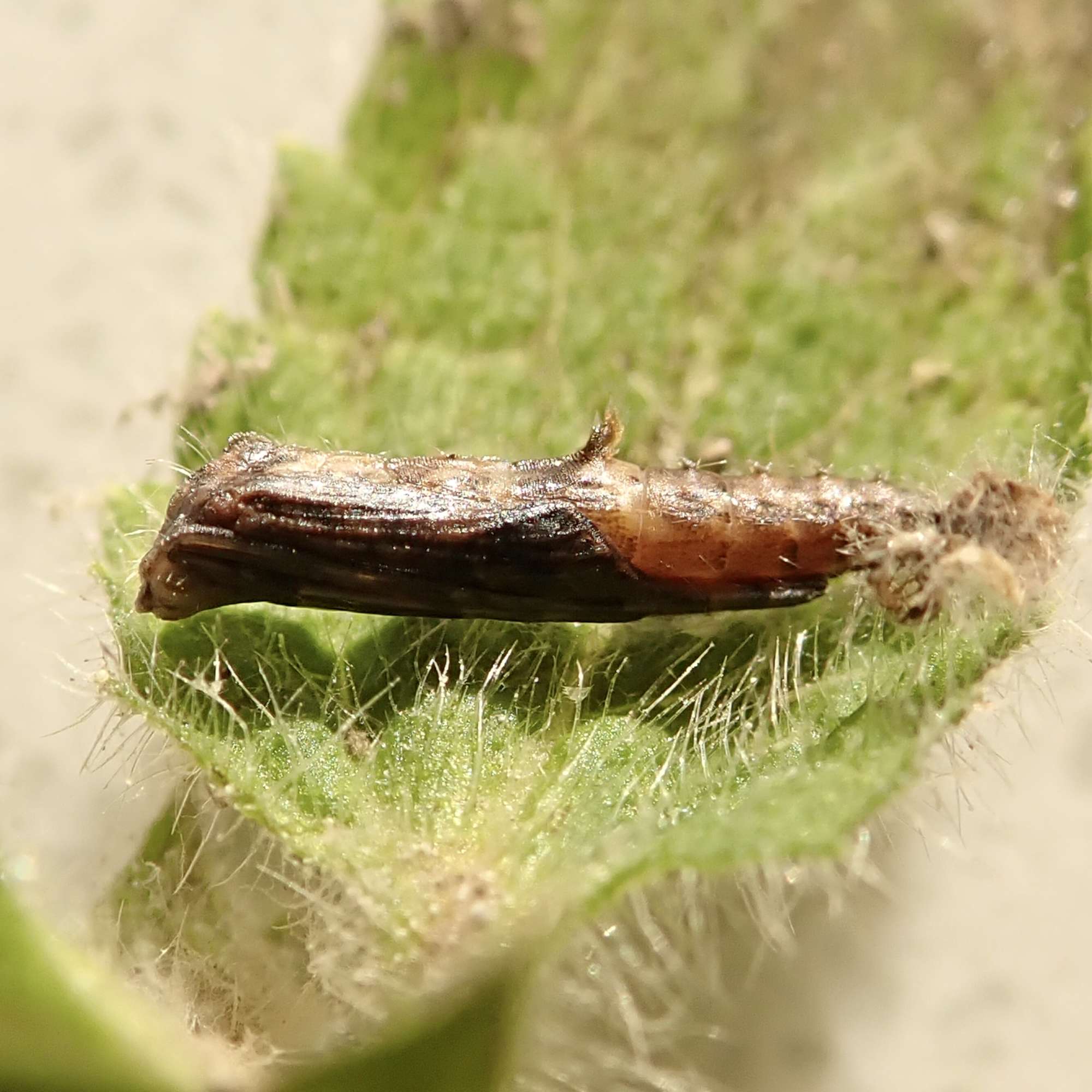 Beautiful Plume (Amblyptilia acanthadactyla) photographed in Somerset by Sue Davies