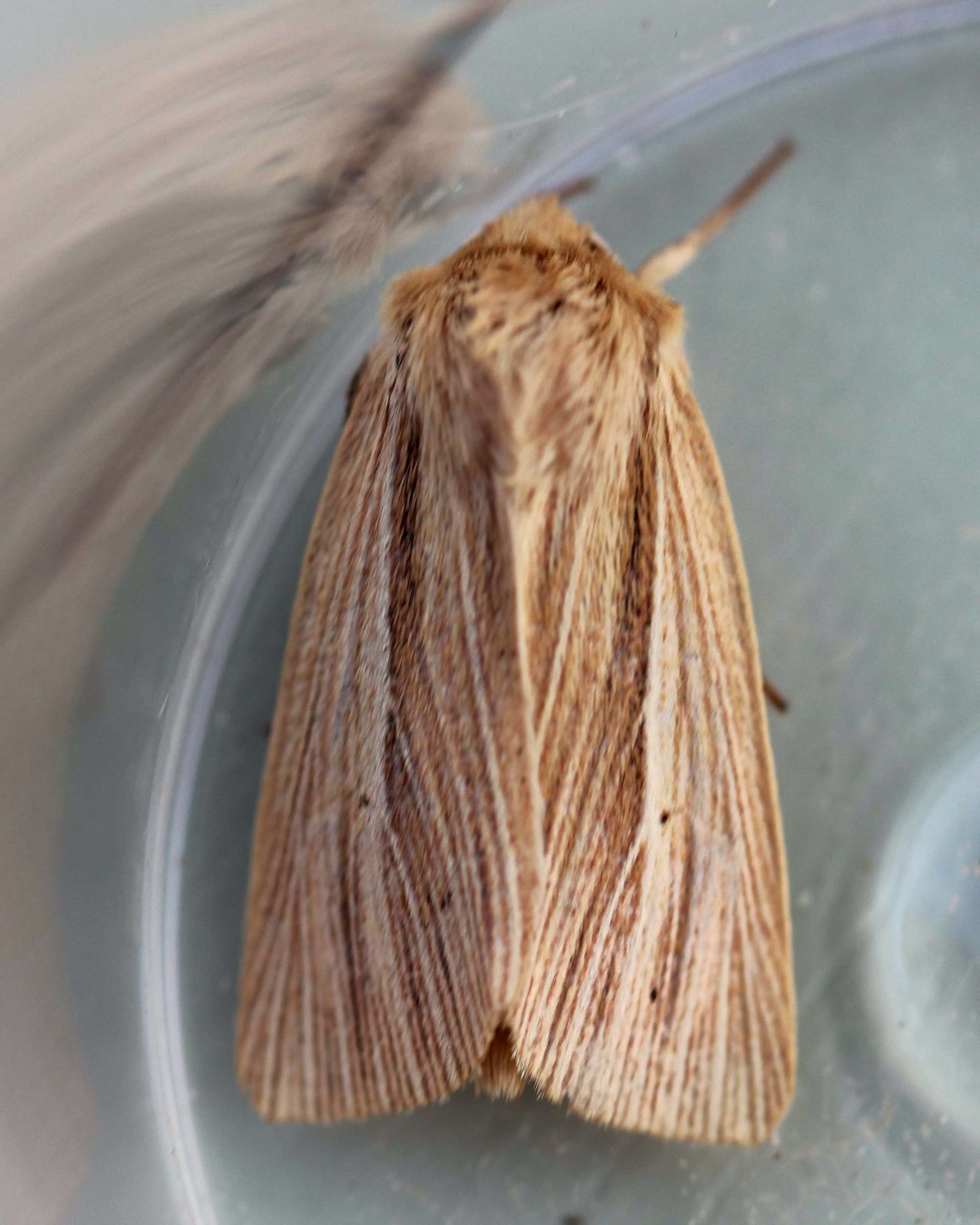 Smoky Wainscot (Mythimna impura) photographed in Somerset by John Connolly