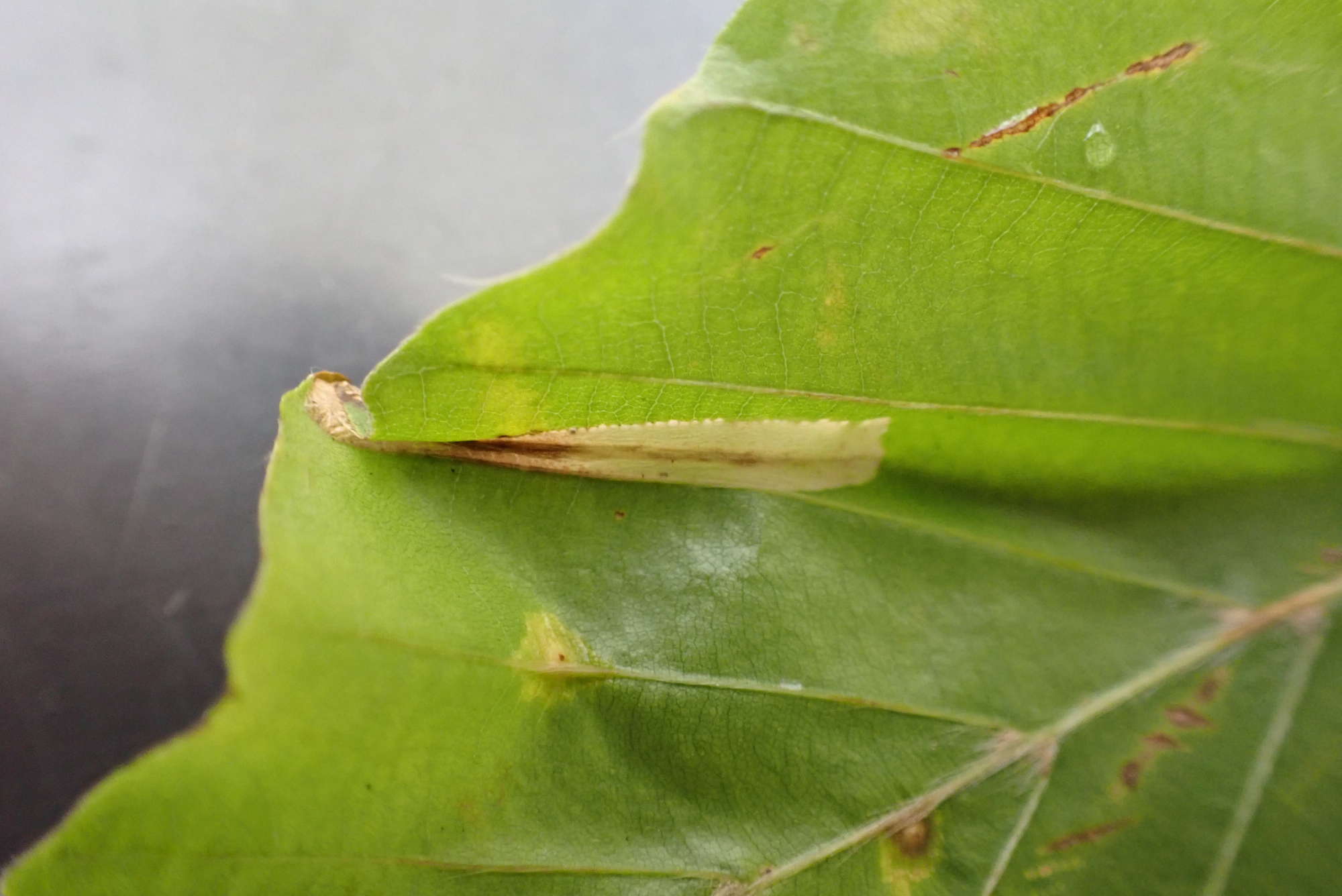 Beech Midget (Phyllonorycter maestingella) photographed in Somerset by Jenny Vickers