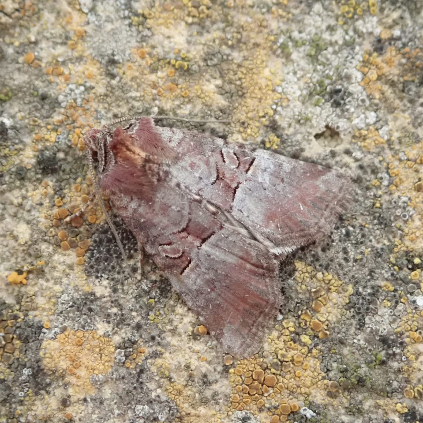 Rosy Minor (Litoligia literosa) photographed in Somerset by Sue Davies