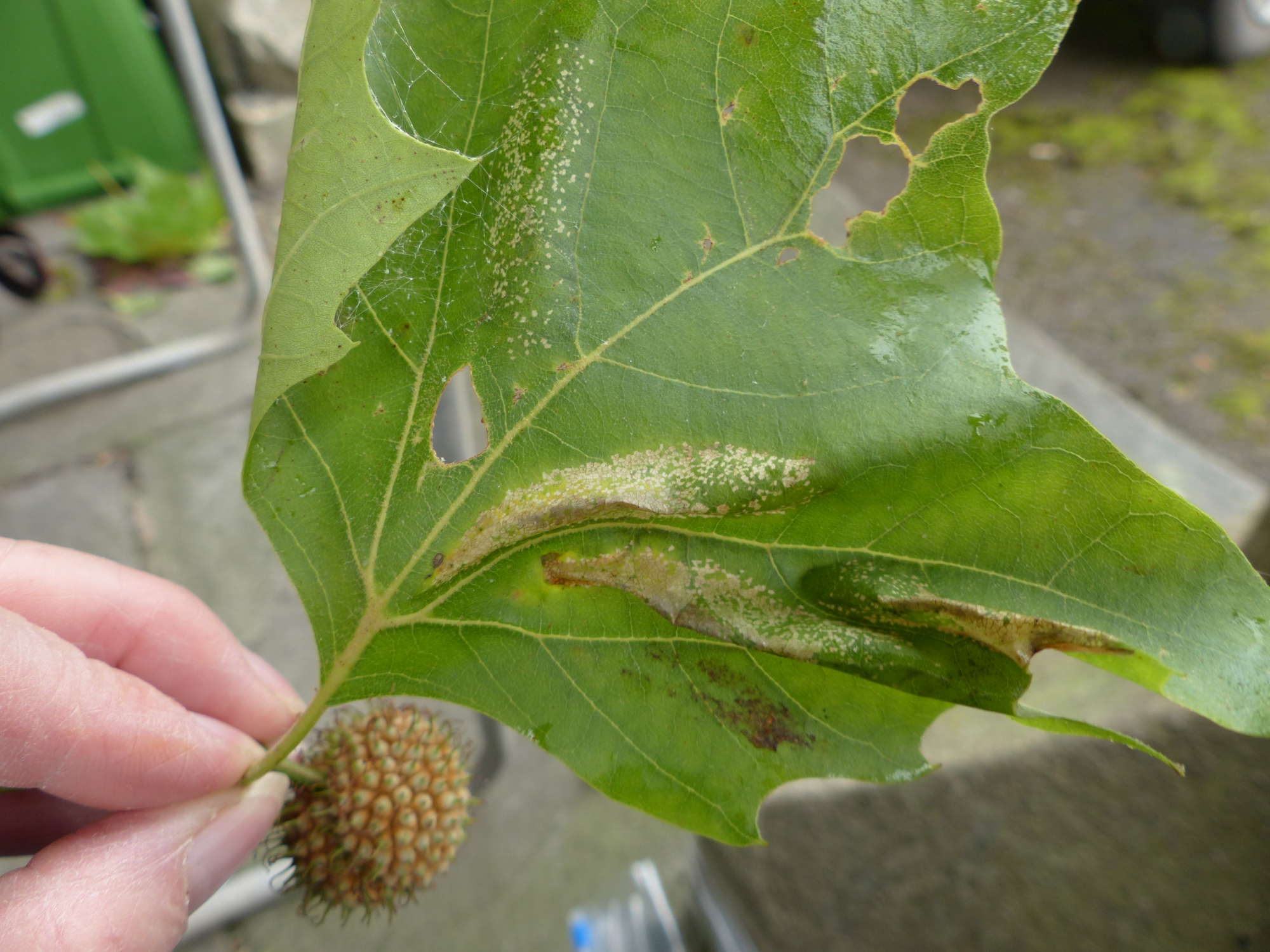 London Midget (Phyllonorycter platani) photographed in Somerset by Jenny Vickers