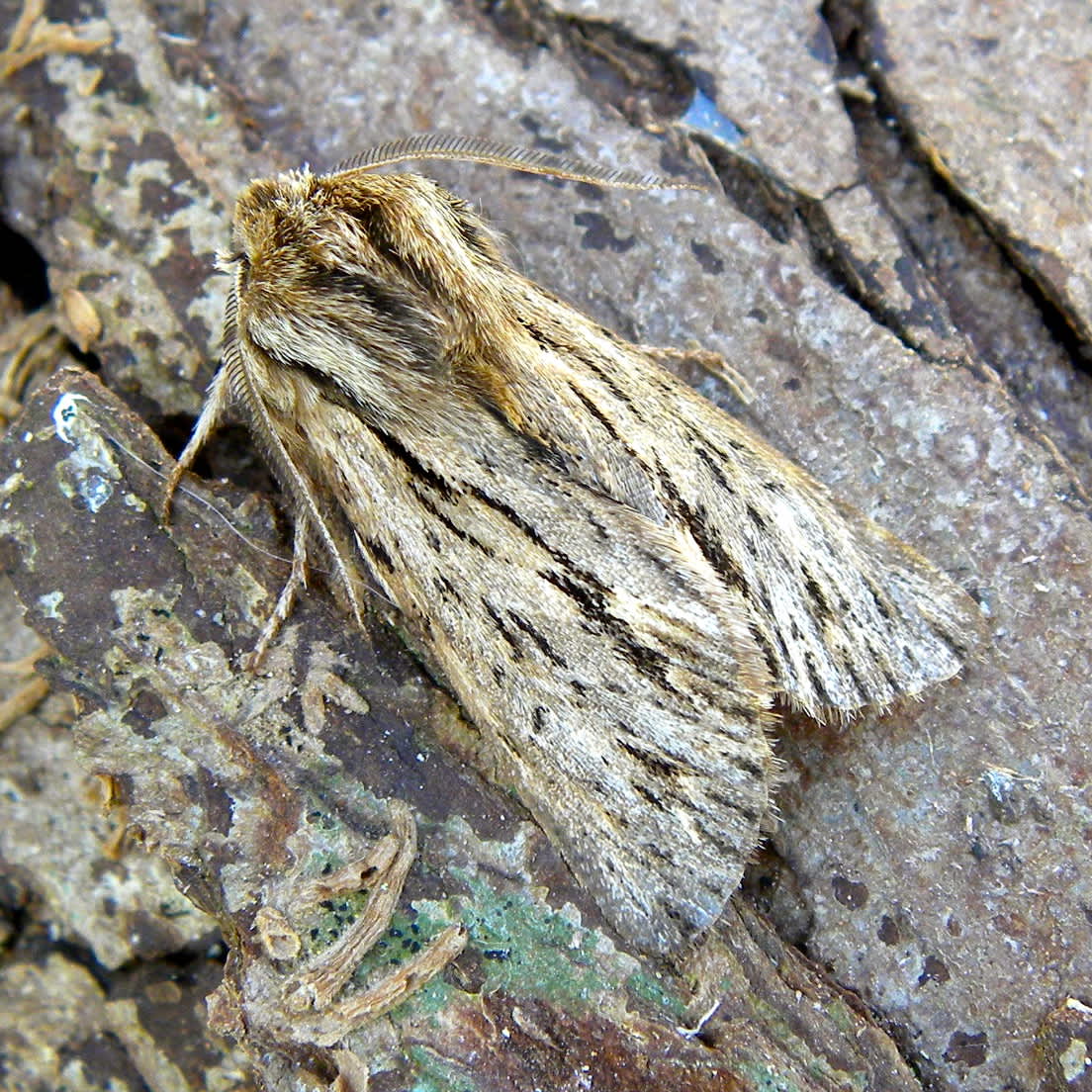 The Sprawler (Asteroscopus sphinx) photographed in Somerset by Sue Davies