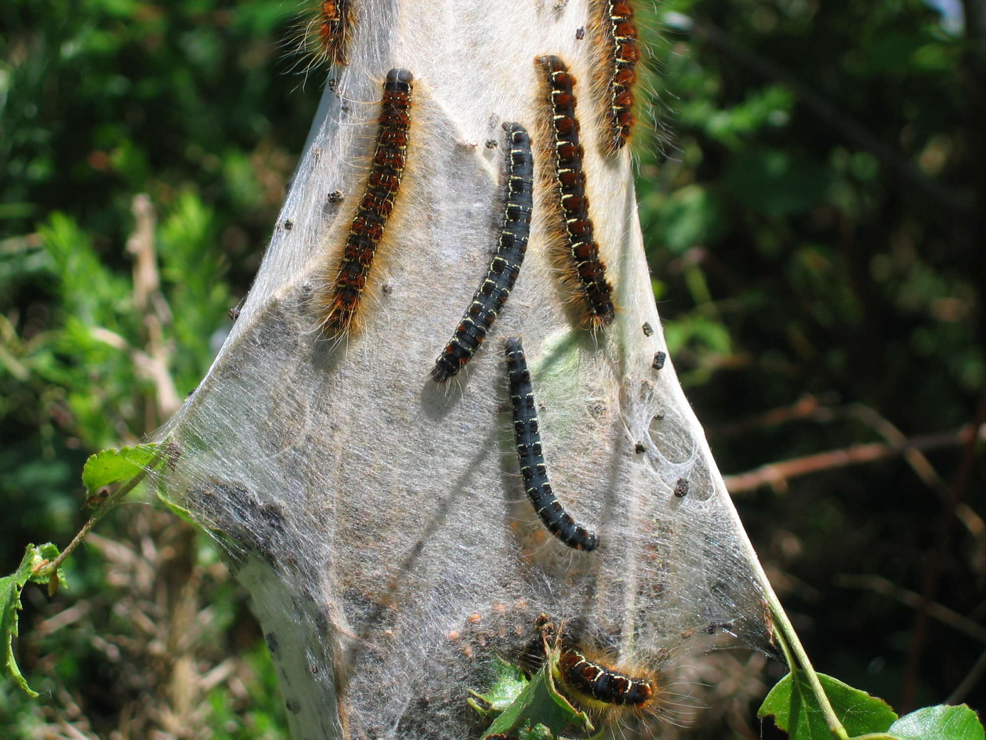 Small Eggar (Eriogaster lanestris) photographed in Somerset by Christopher Iles