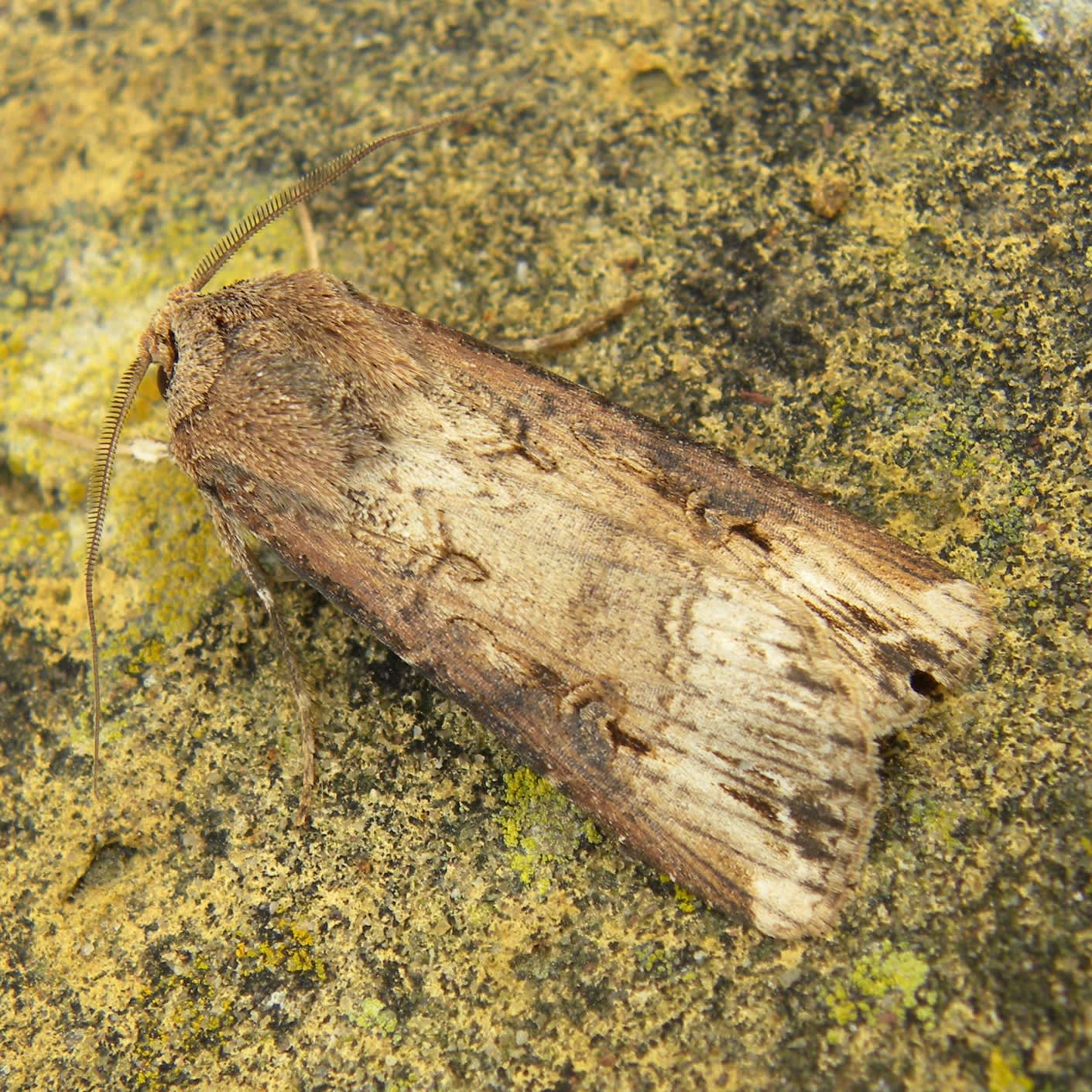 Dark Sword-grass (Agrotis ipsilon) photographed in Somerset by Sue Davies