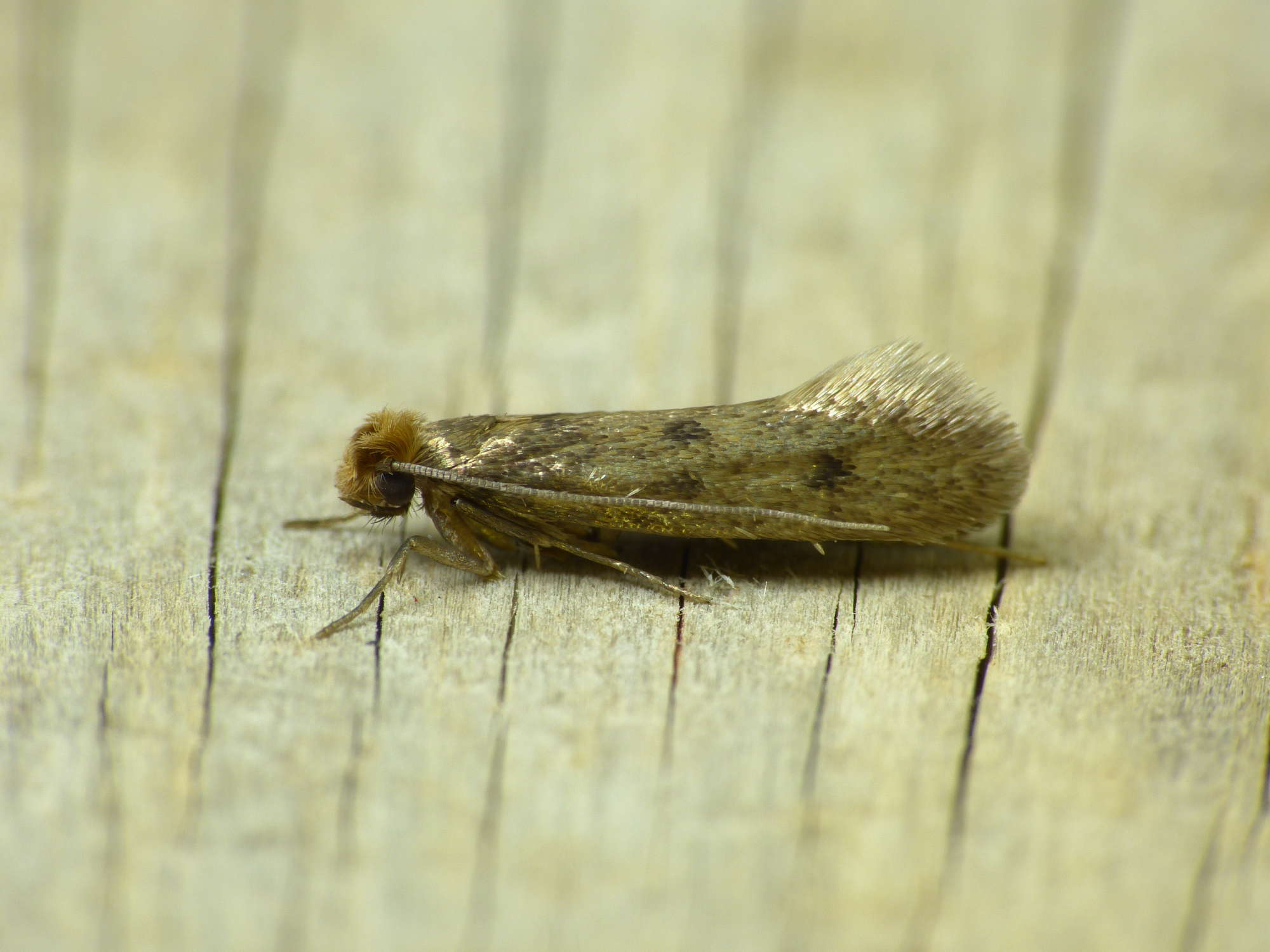 Case-bearing Clothes Moth (Tinea pellionella) photographed in Somerset by Paul Wilkins