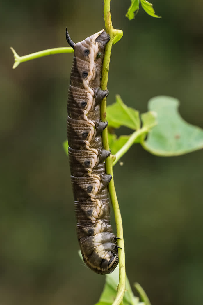 Convolvulus Hawk-moth (Agrius convolvuli) photographed in Somerset by John Bebbington