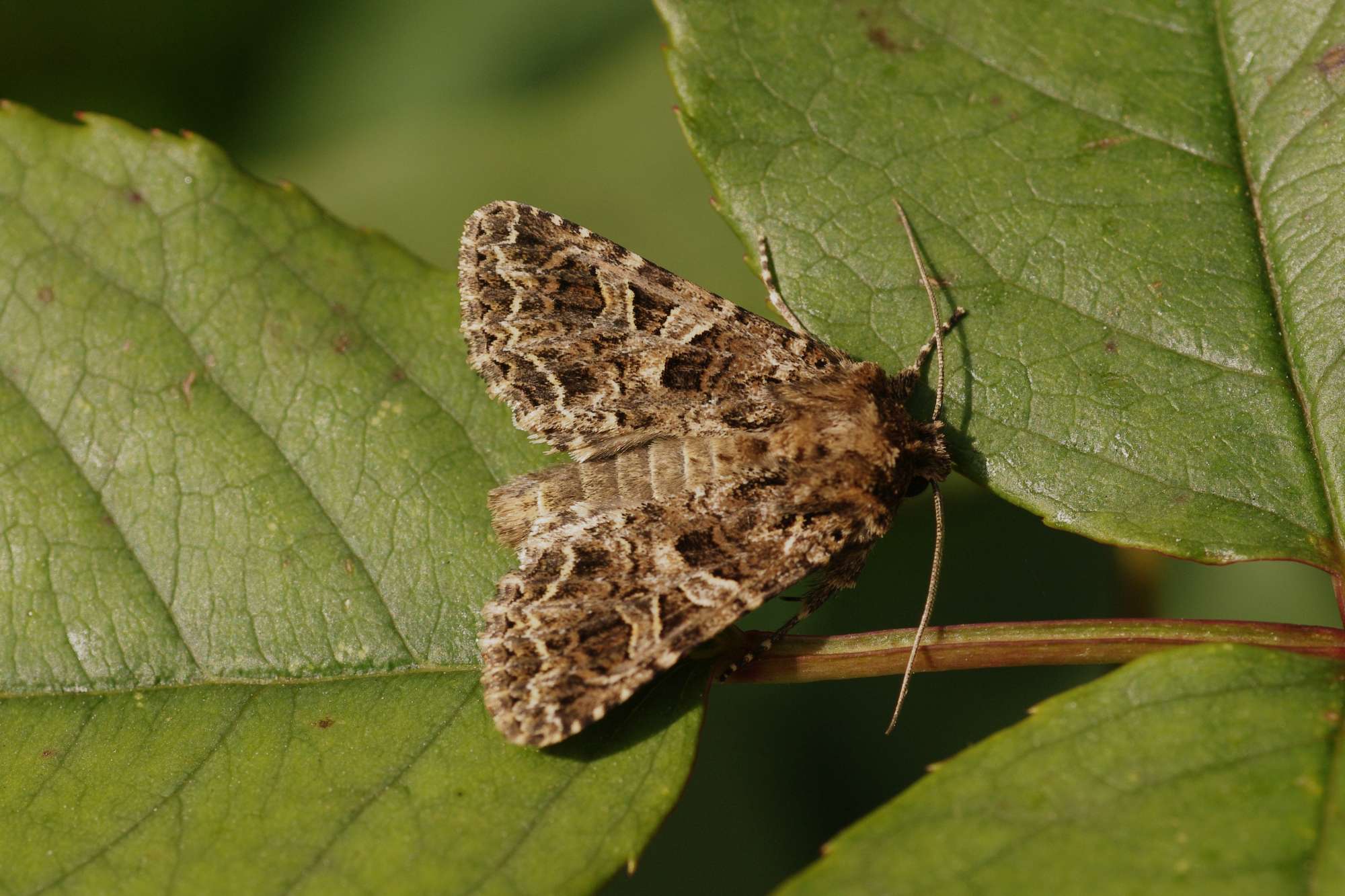The Lychnis (Hadena bicruris) photographed in Somerset by John Connolly
