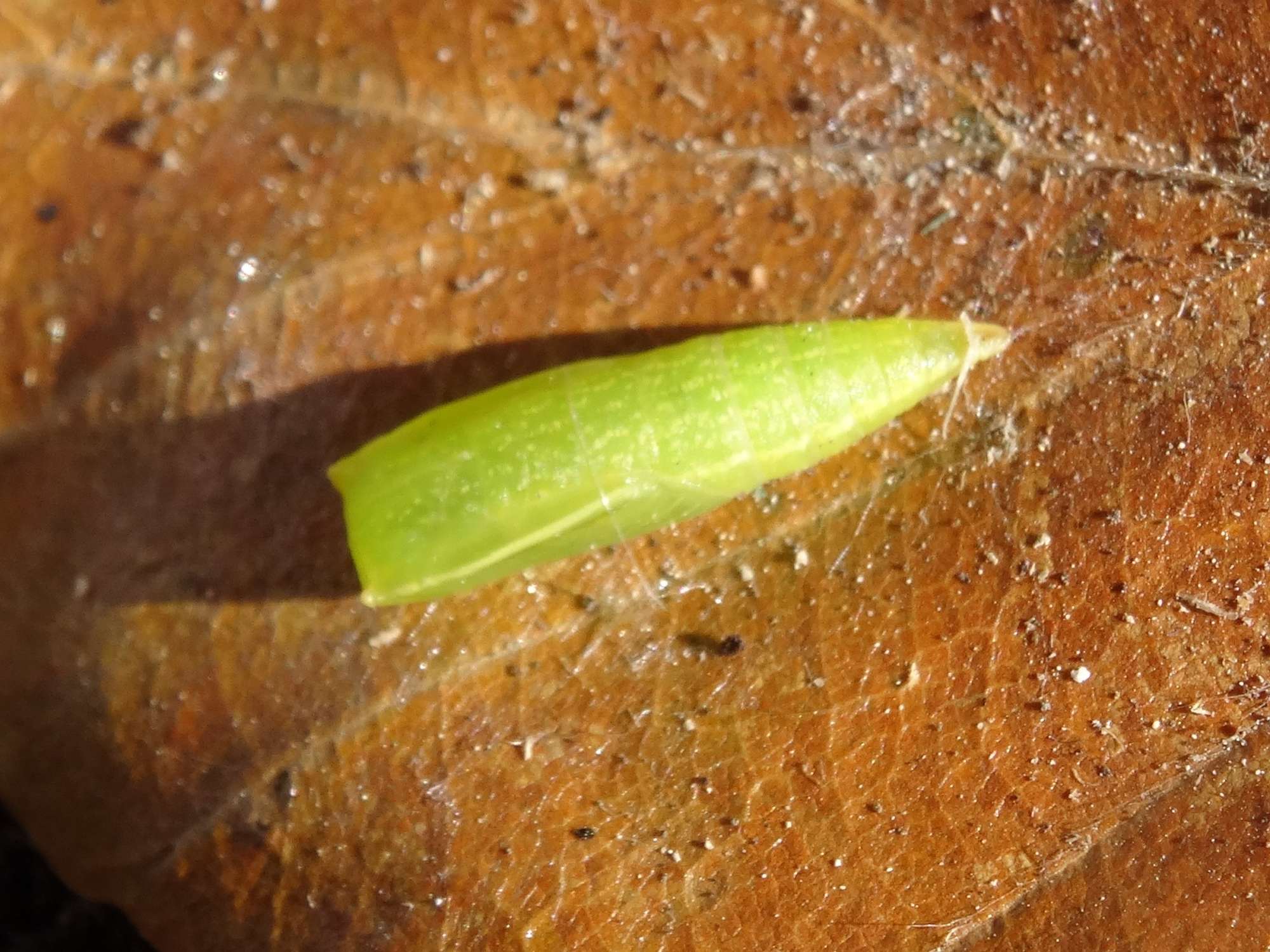 Clay Triple-lines (Cyclophora linearia) photographed in Somerset by Christopher Iles