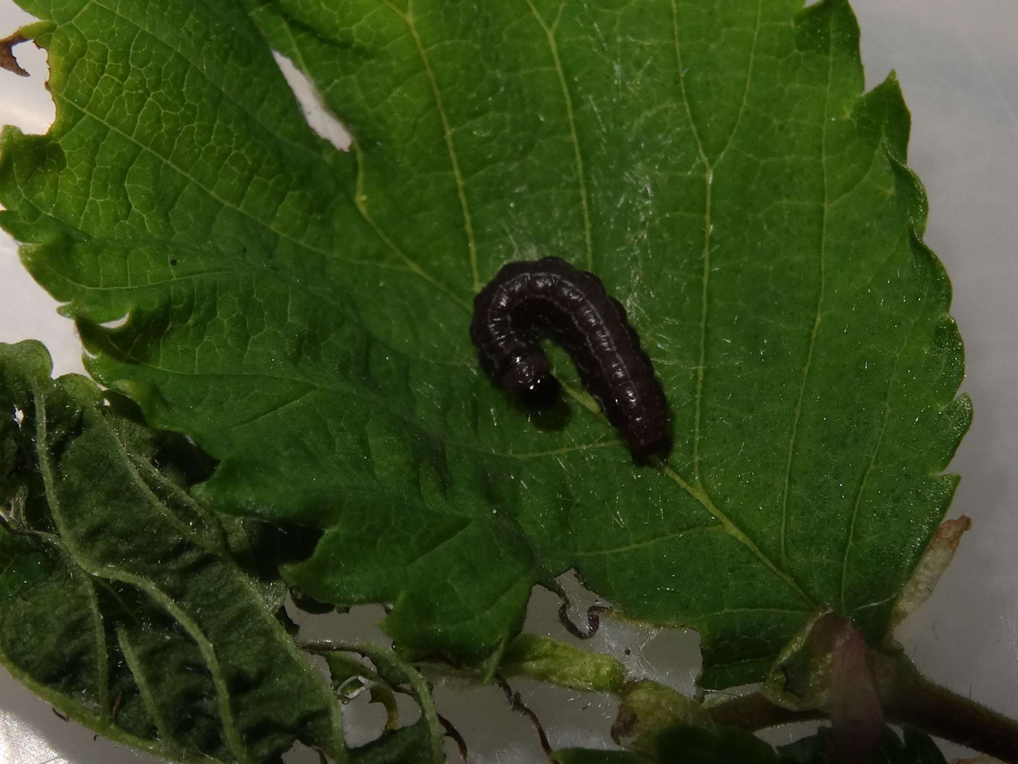 The Satellite (Eupsilia transversa) photographed in Somerset by Christopher Iles