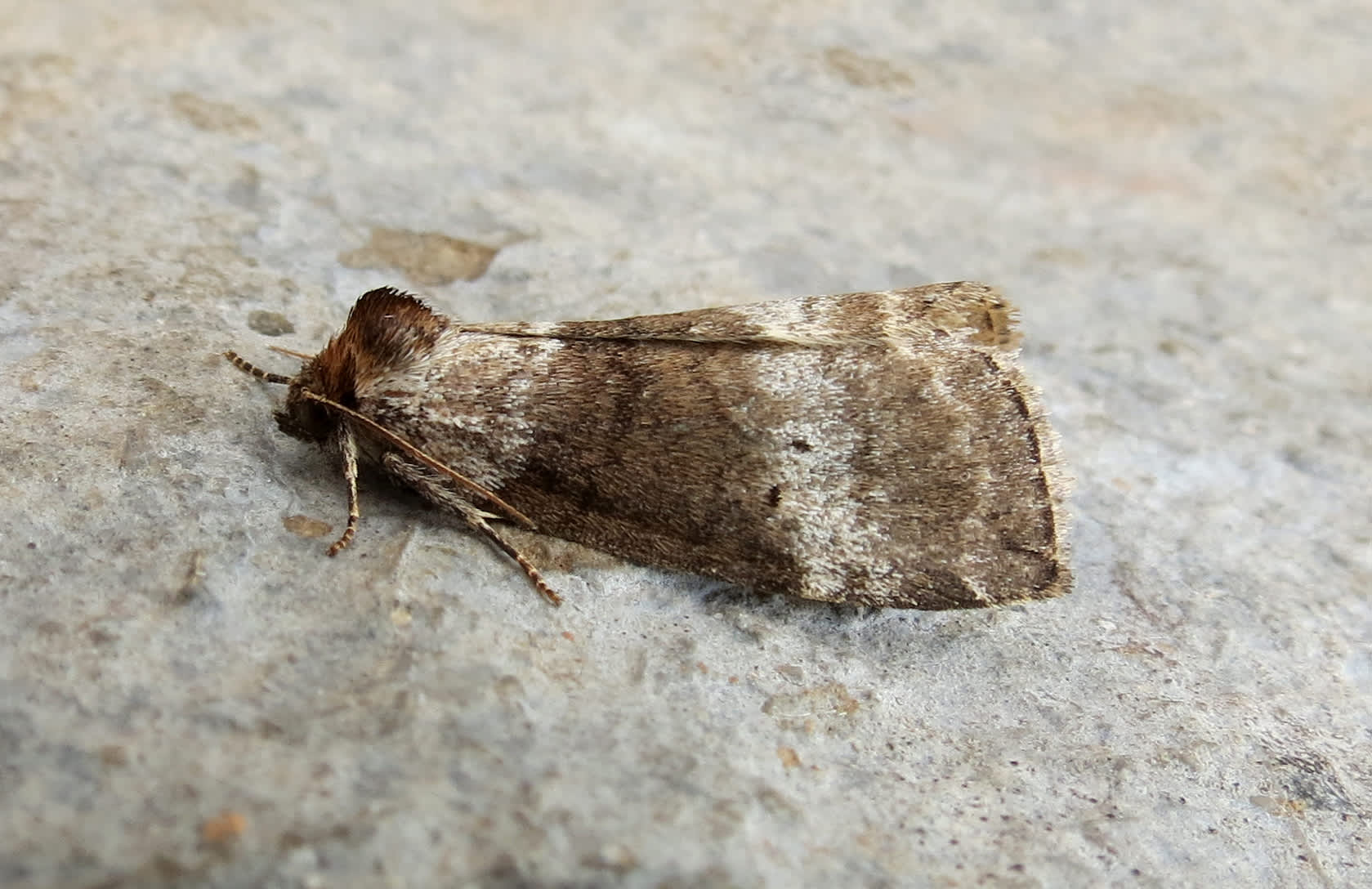 Common Lutestring (Ochropacha duplaris) photographed in Somerset by Steve Chapple