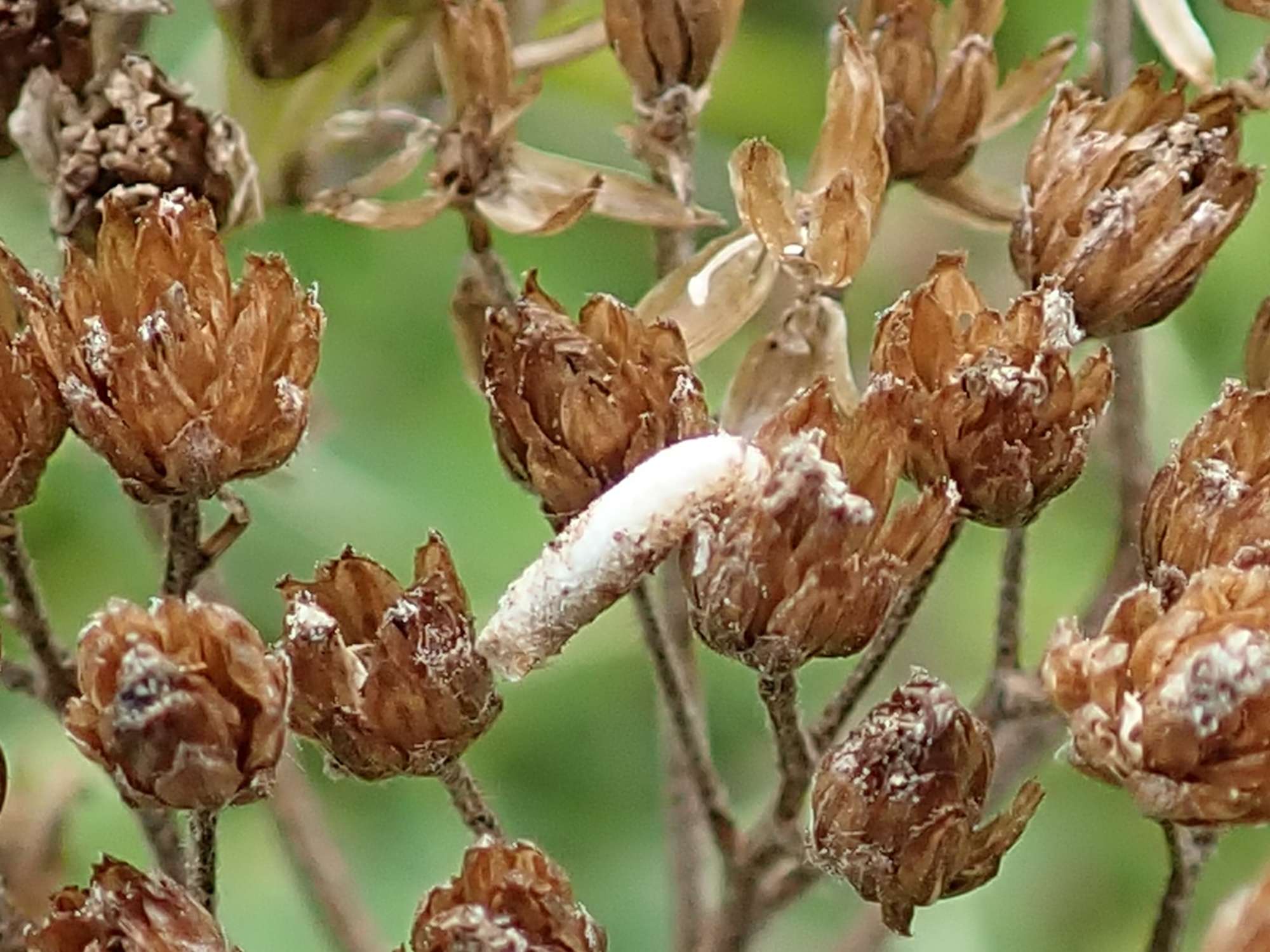 Yarrow Case-bearer (Coleophora argentula) photographed in Somerset by Christopher Iles