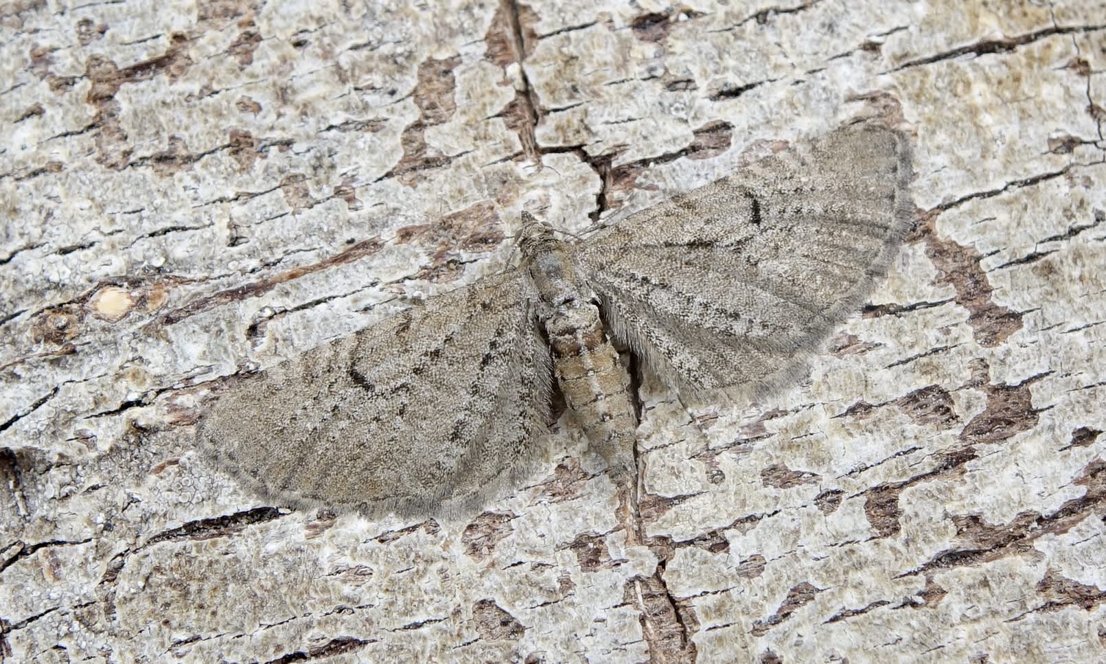 Freyer's Pug (Eupithecia intricata) photographed in Somerset by Sue Davies