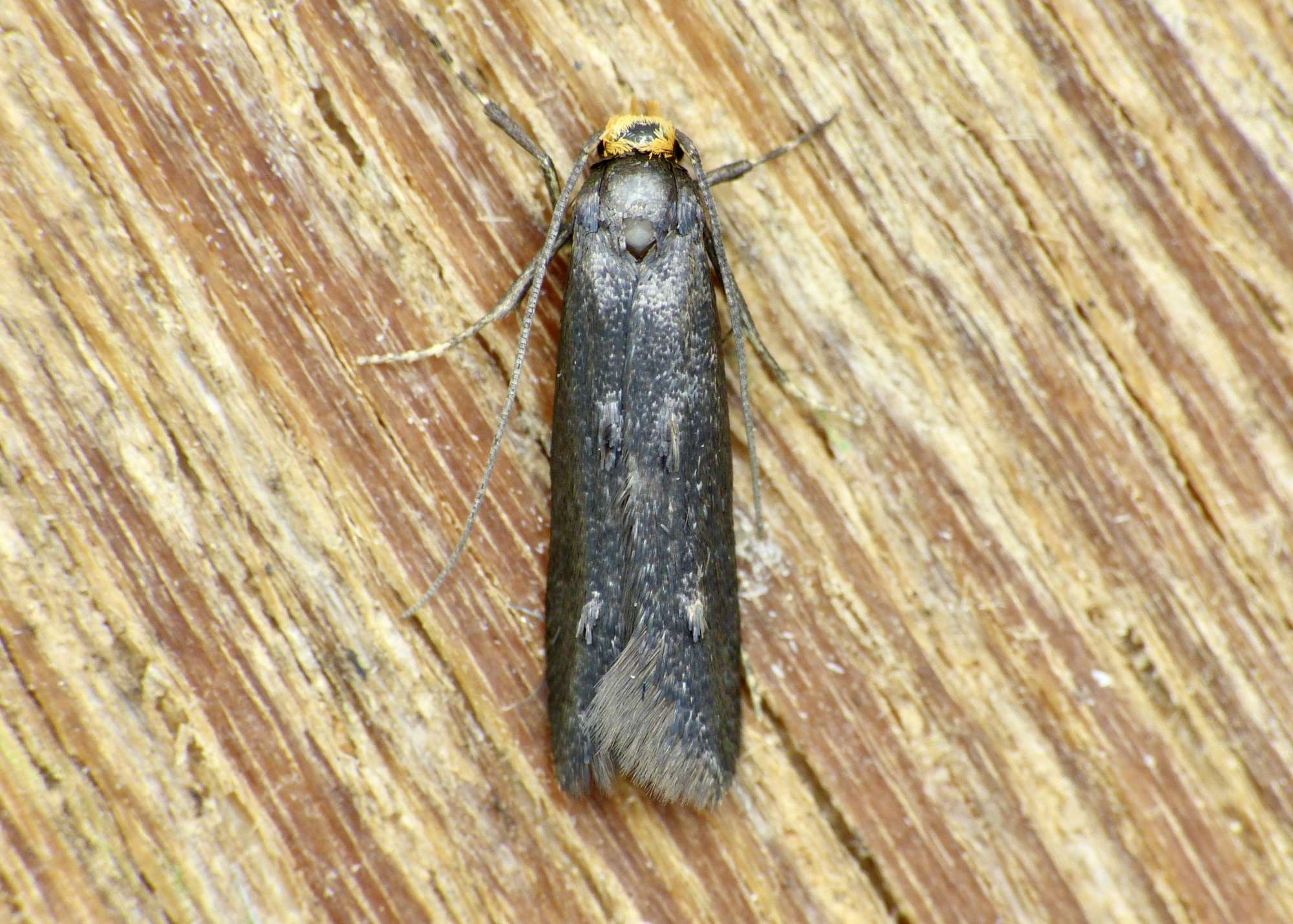 Yellow-headed Cosmet (Spuleria flavicaput) photographed in Somerset by Paul Wilkins