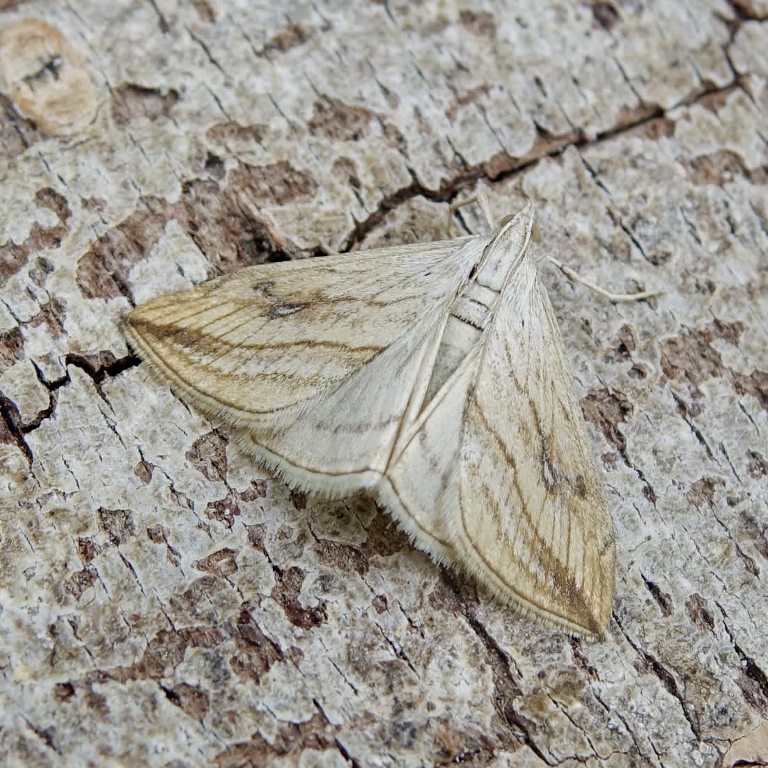 Garden Pebble (Evergestis forficalis) photographed in Somerset by Sue Davies