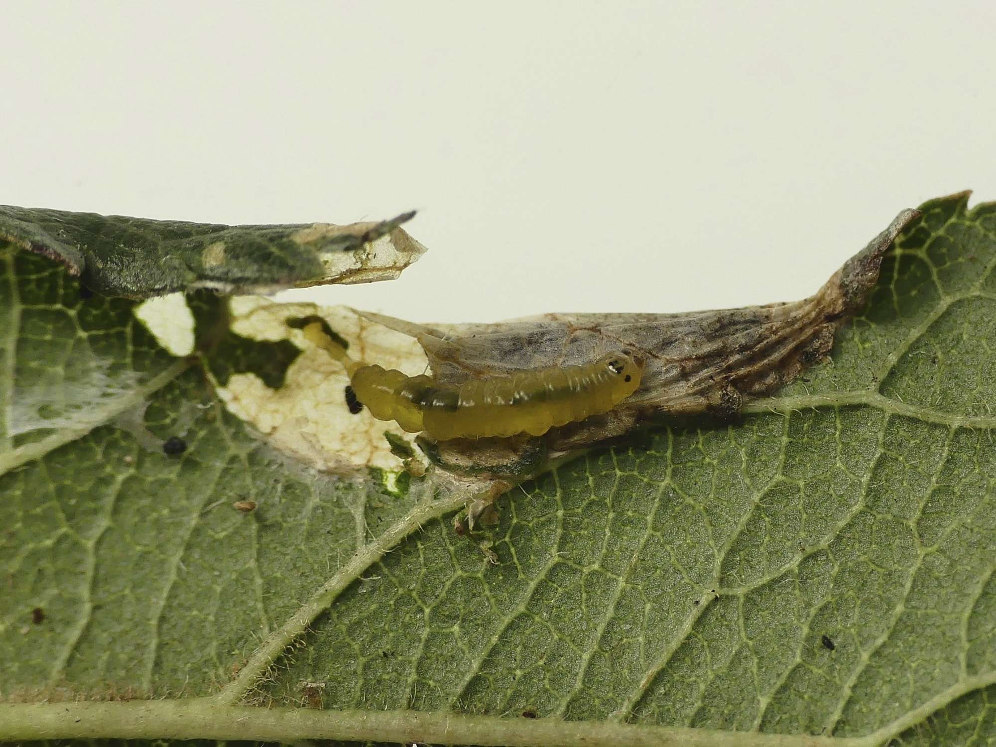 Blackthorn Slender (Parornix torquillella) photographed in Somerset by Paul Wilkins