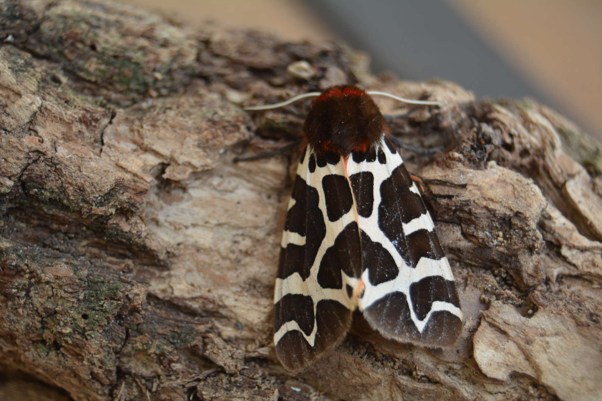 Garden Tiger (Arctia caja) photographed in Somerset by Jenny Vickers