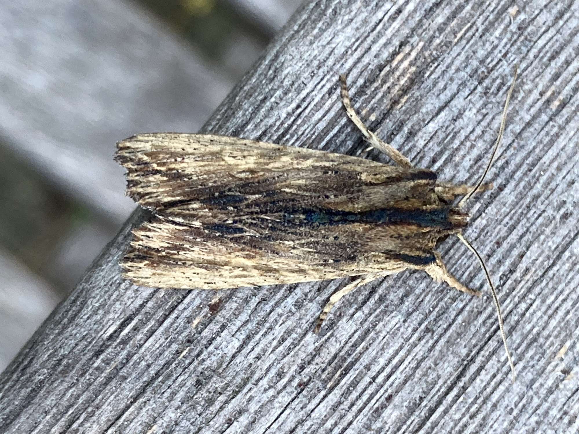 Tawny Pinion (Lithophane semibrunnea) photographed in Somerset by John Connolly