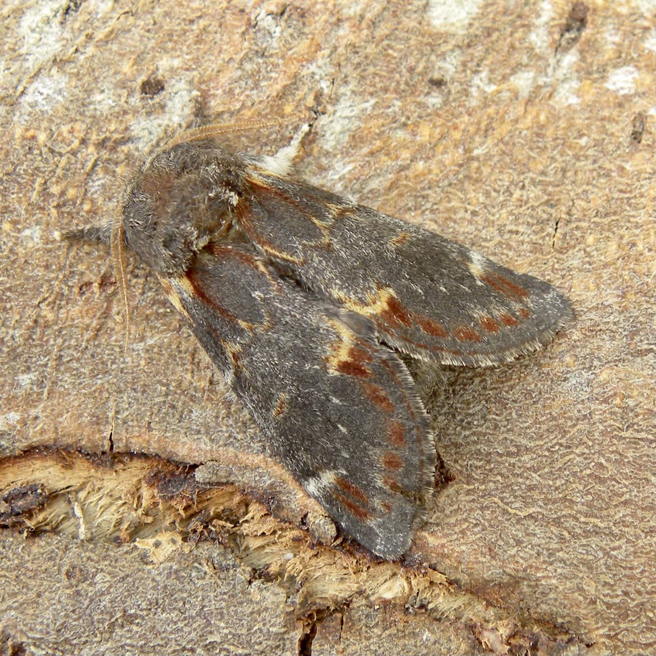 Iron Prominent (Notodonta dromedarius) photographed in Somerset by Sue Davies