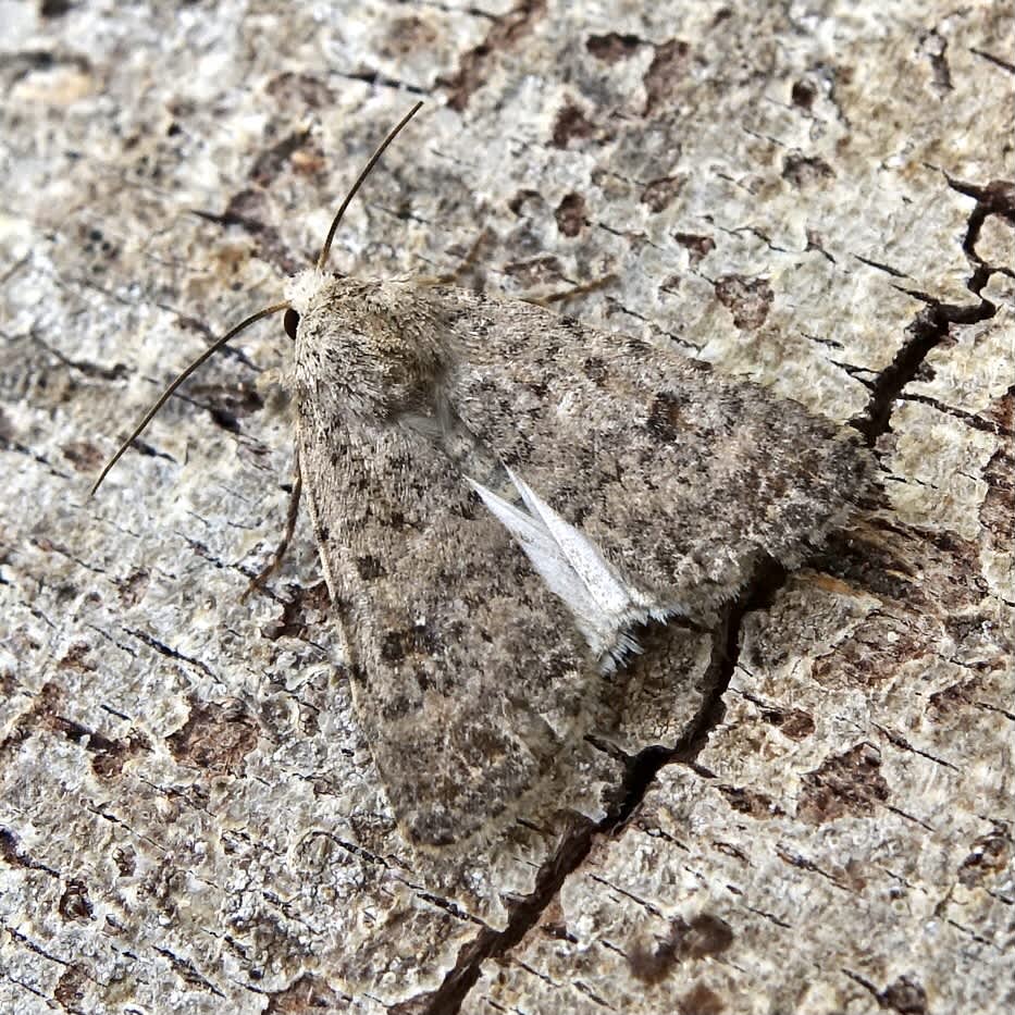 Pale Mottled Willow (Caradrina clavipalpis) photographed in Somerset by Sue Davies