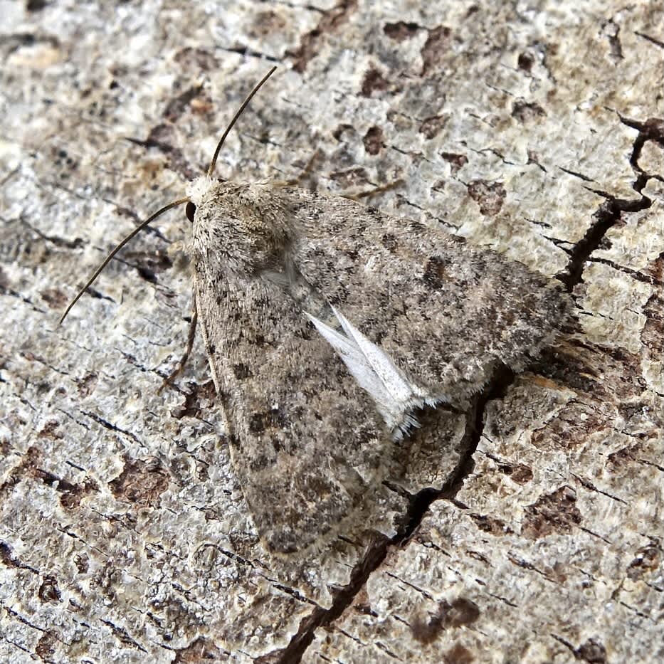 Pale Mottled Willow (Caradrina clavipalpis) photographed in Somerset by Sue Davies