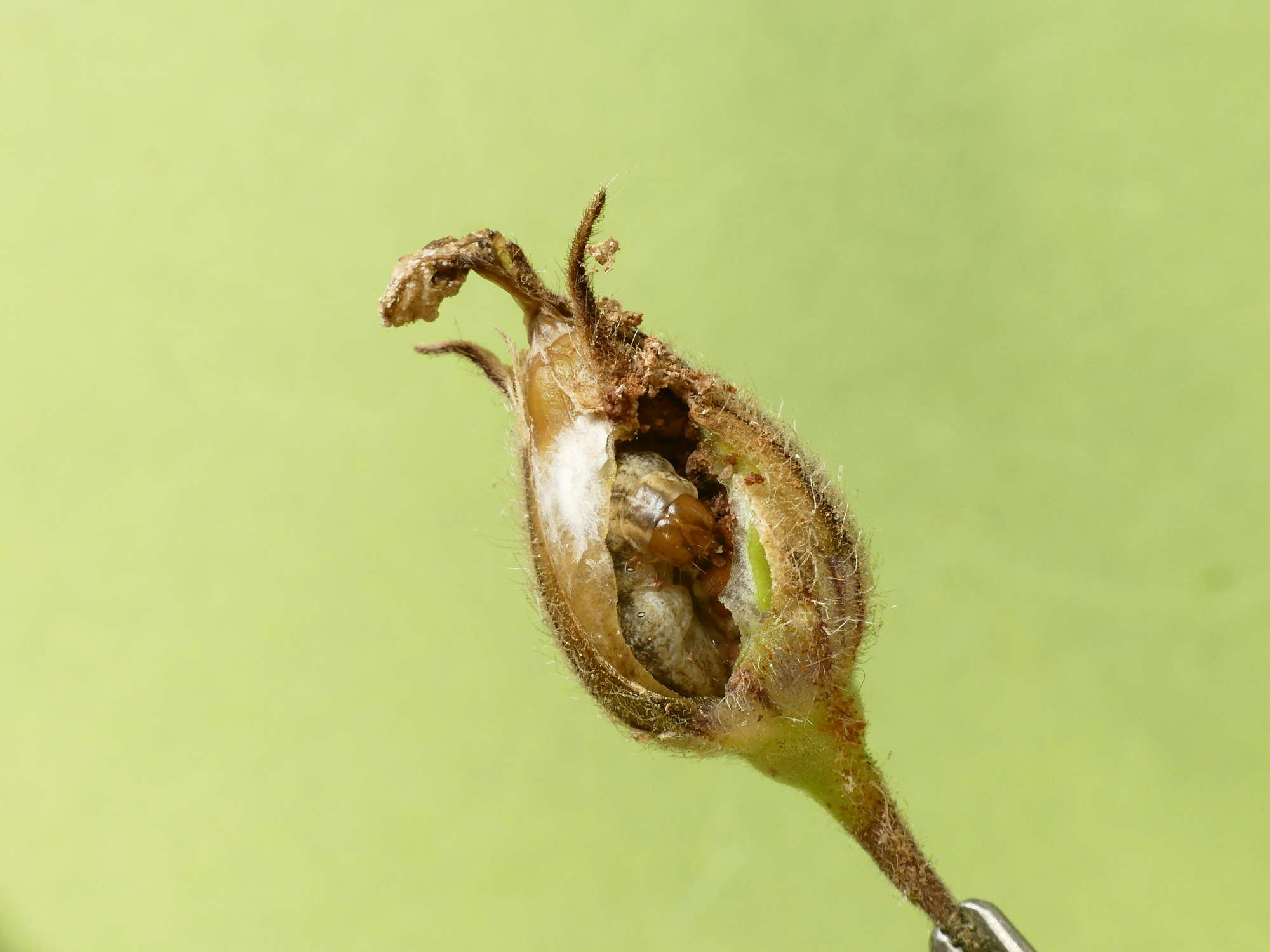 The Lychnis (Hadena bicruris) photographed in Somerset by Paul Wilkins