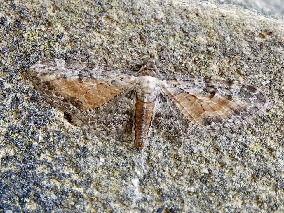 Tawny Speckled Pug (Eupithecia icterata) photographed in Somerset by Sue Davies