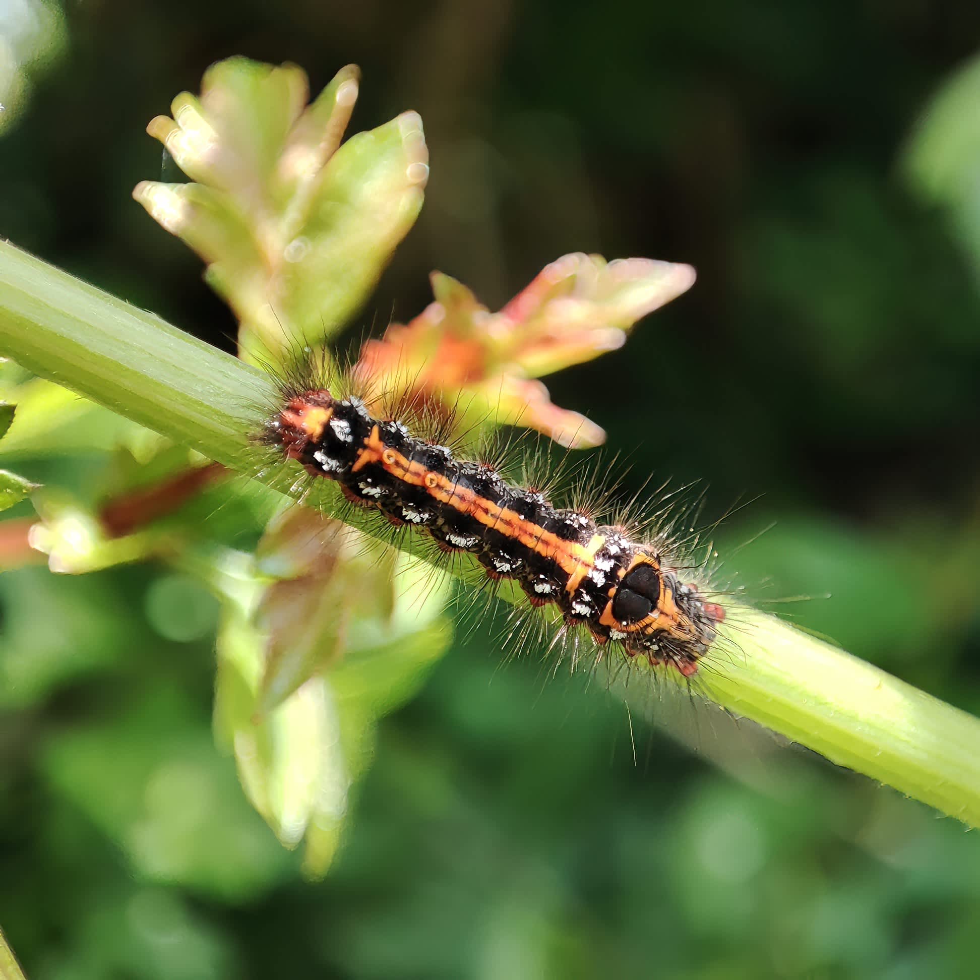 Yellow-tail (Euproctis similis) photographed in Somerset by Jane Cole
