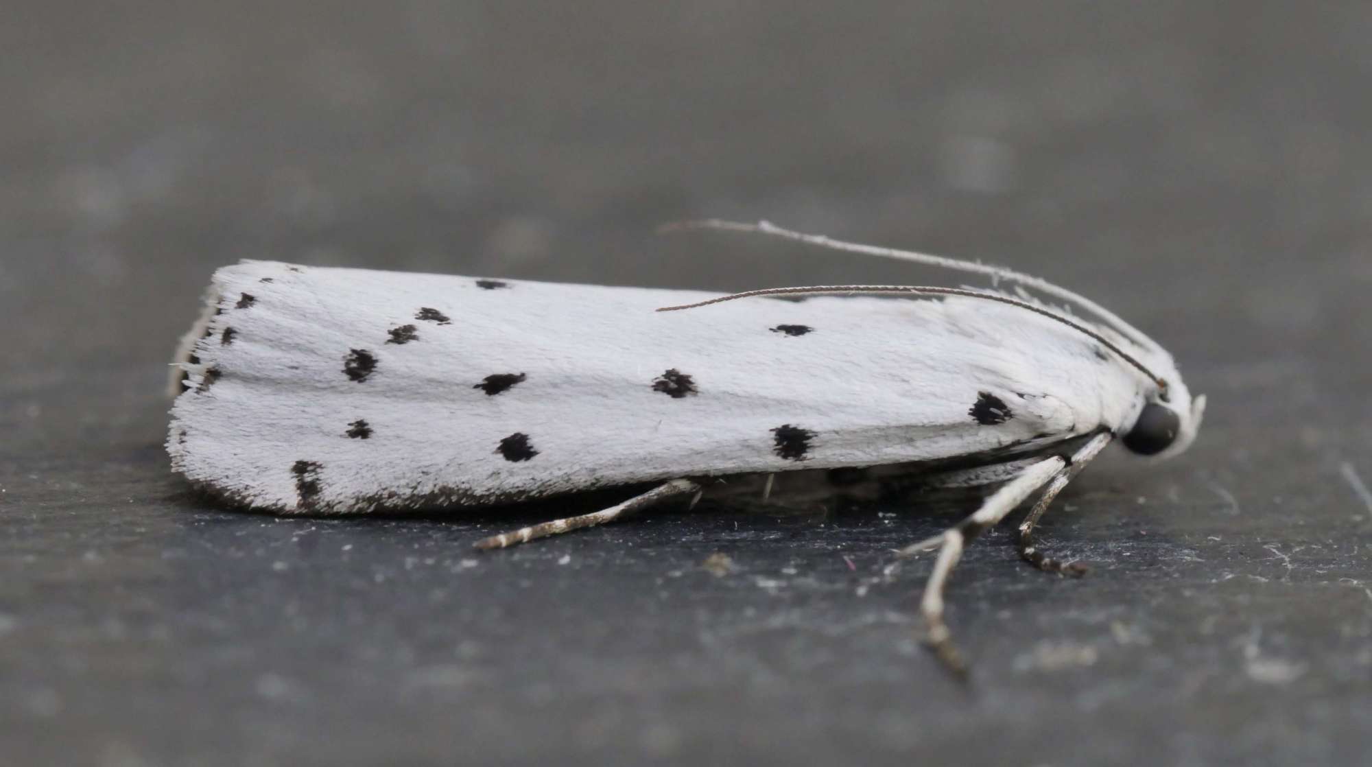 Thistle Ermine (Myelois circumvoluta) photographed in Somerset by Jenny Vickers