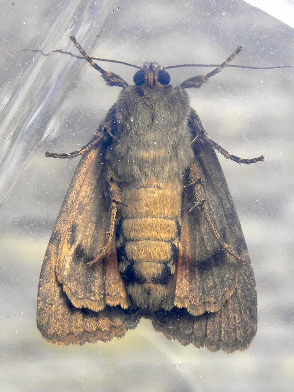 Svensson's Copper Underwing (Amphipyra berbera) photographed in Somerset by Sue Davies