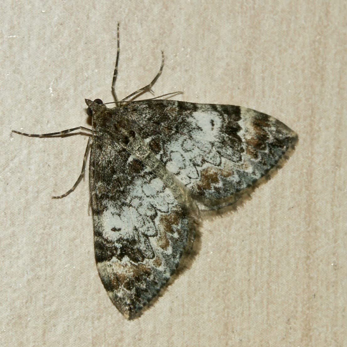 Dark Marbled Carpet (Dysstroma citrata) photographed in Somerset by Sue Davies