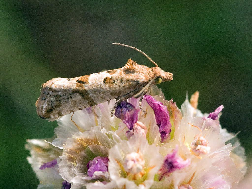 Shore Marble (Lobesia littoralis) photographed in Somerset by John Bebbington