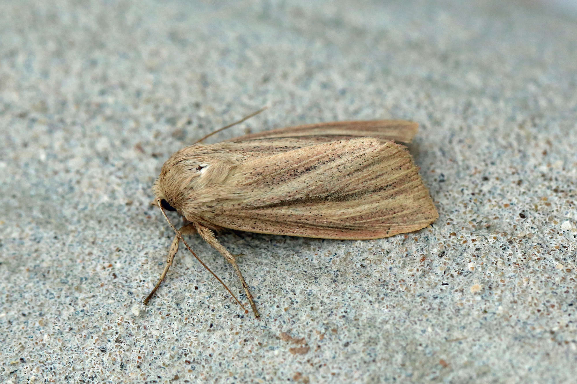 Striped Wainscot (Mythimna pudorina) photographed in Somerset by Nigel Voaden