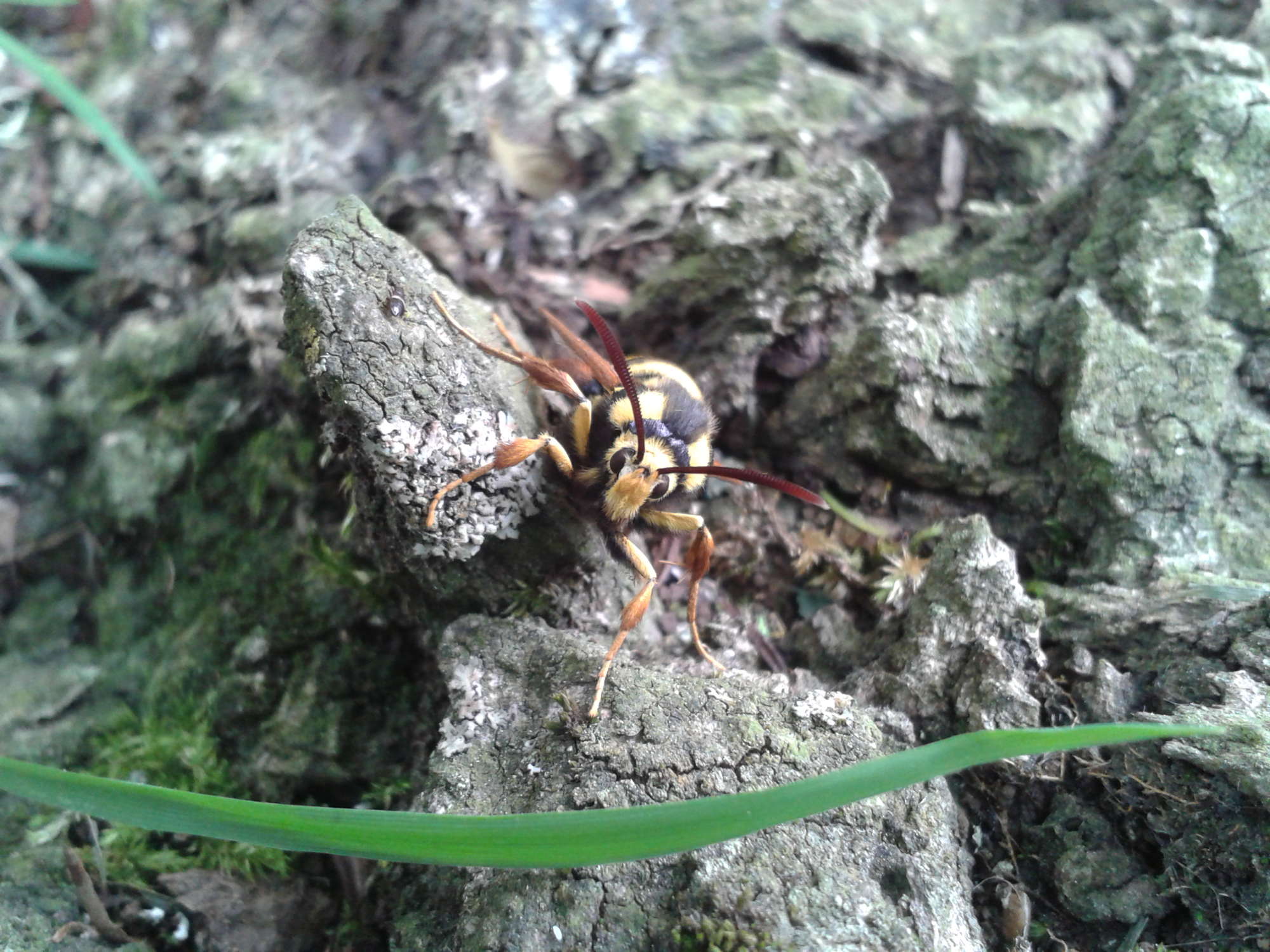 Hornet Moth (Sesia apiformis) photographed in Somerset by Christopher Iles