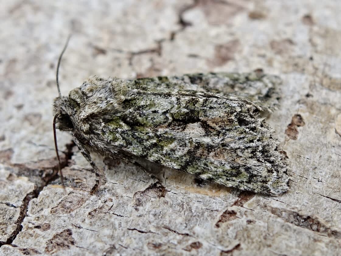 Brindled Green (Dryobotodes eremita) photographed in Somerset by Sue Davies