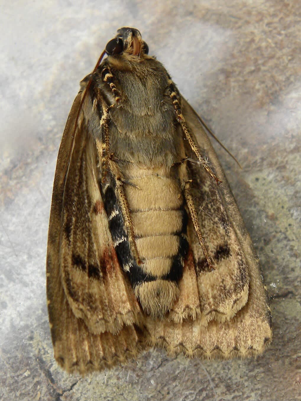 Svensson's Copper Underwing (Amphipyra berbera) photographed in Somerset by Sue Davies