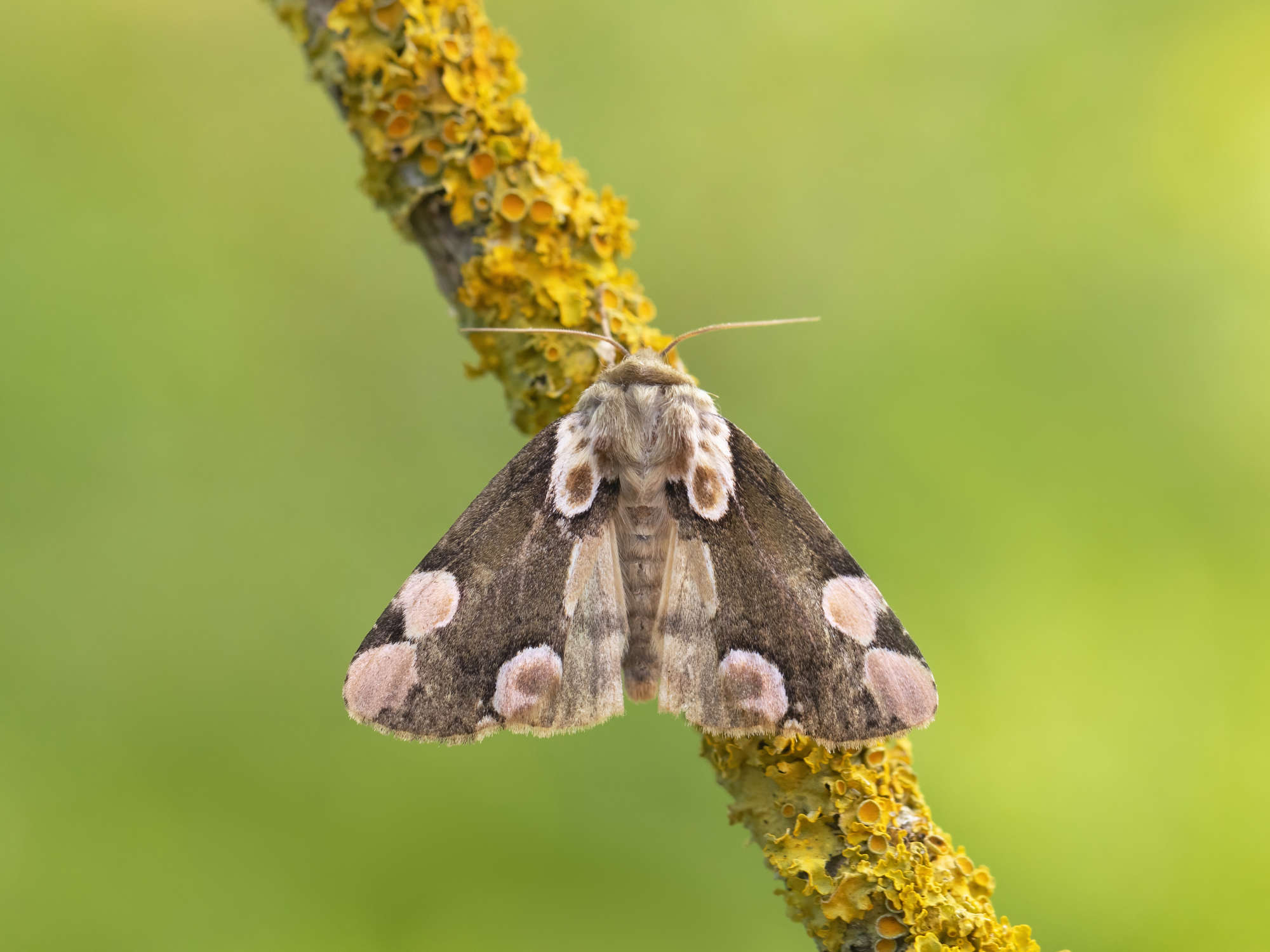 Peach Blossom (Thyatira batis) photographed in Somerset by Alex Perry