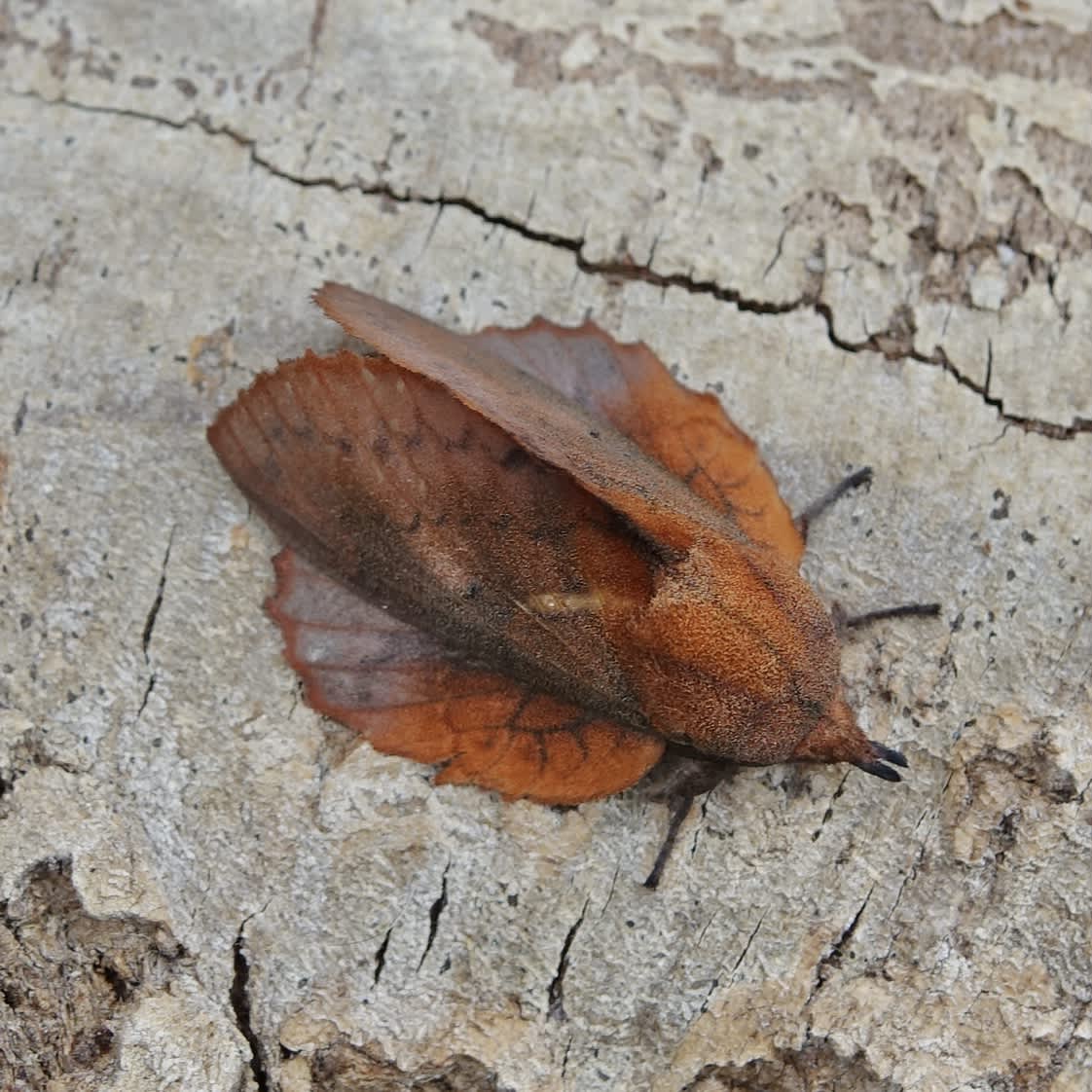 The Lappet (Gastropacha quercifolia) photographed in Somerset by Sue Davies